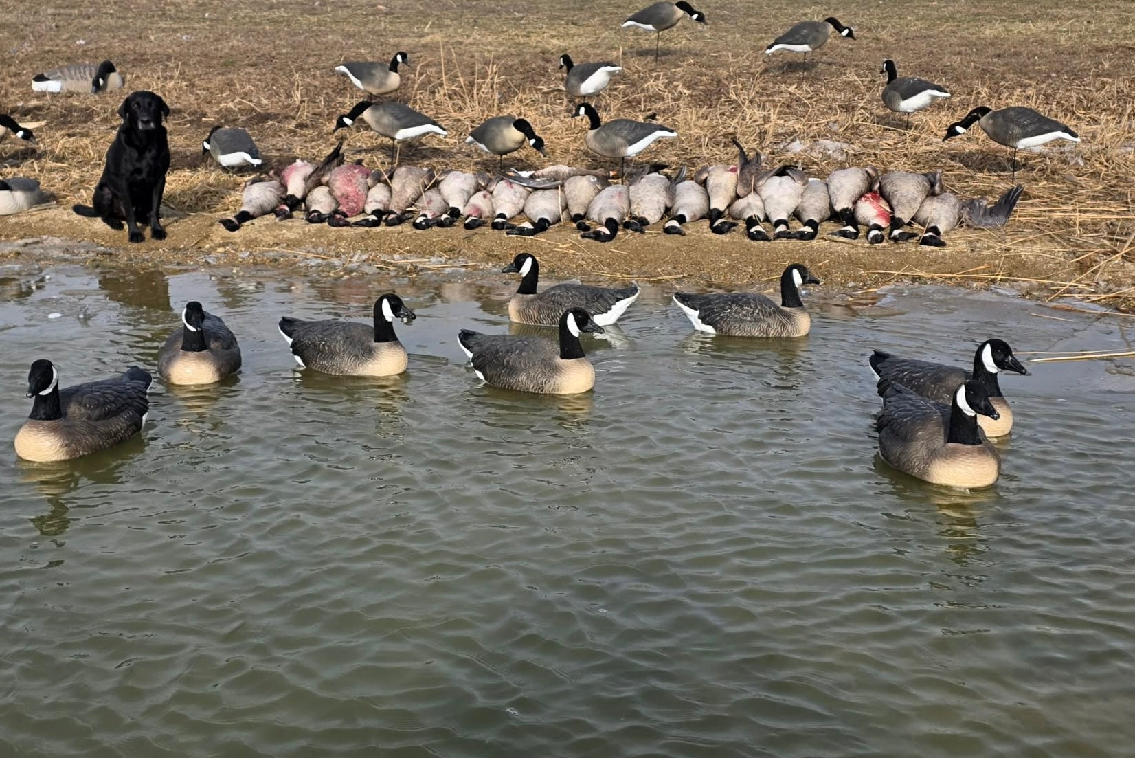 Canada Goose Decoys