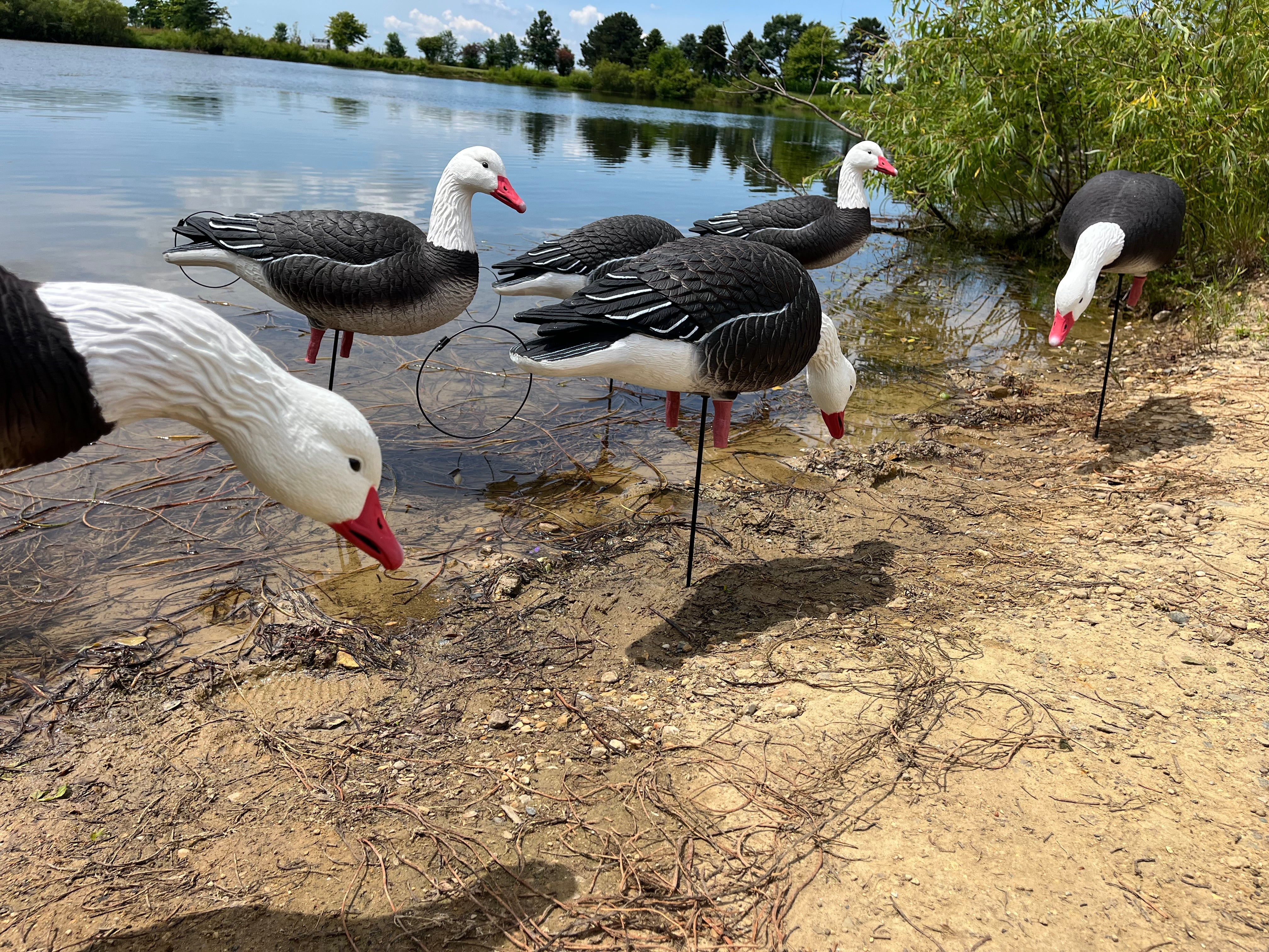 Blue & Snow Juvie Goose Decoys