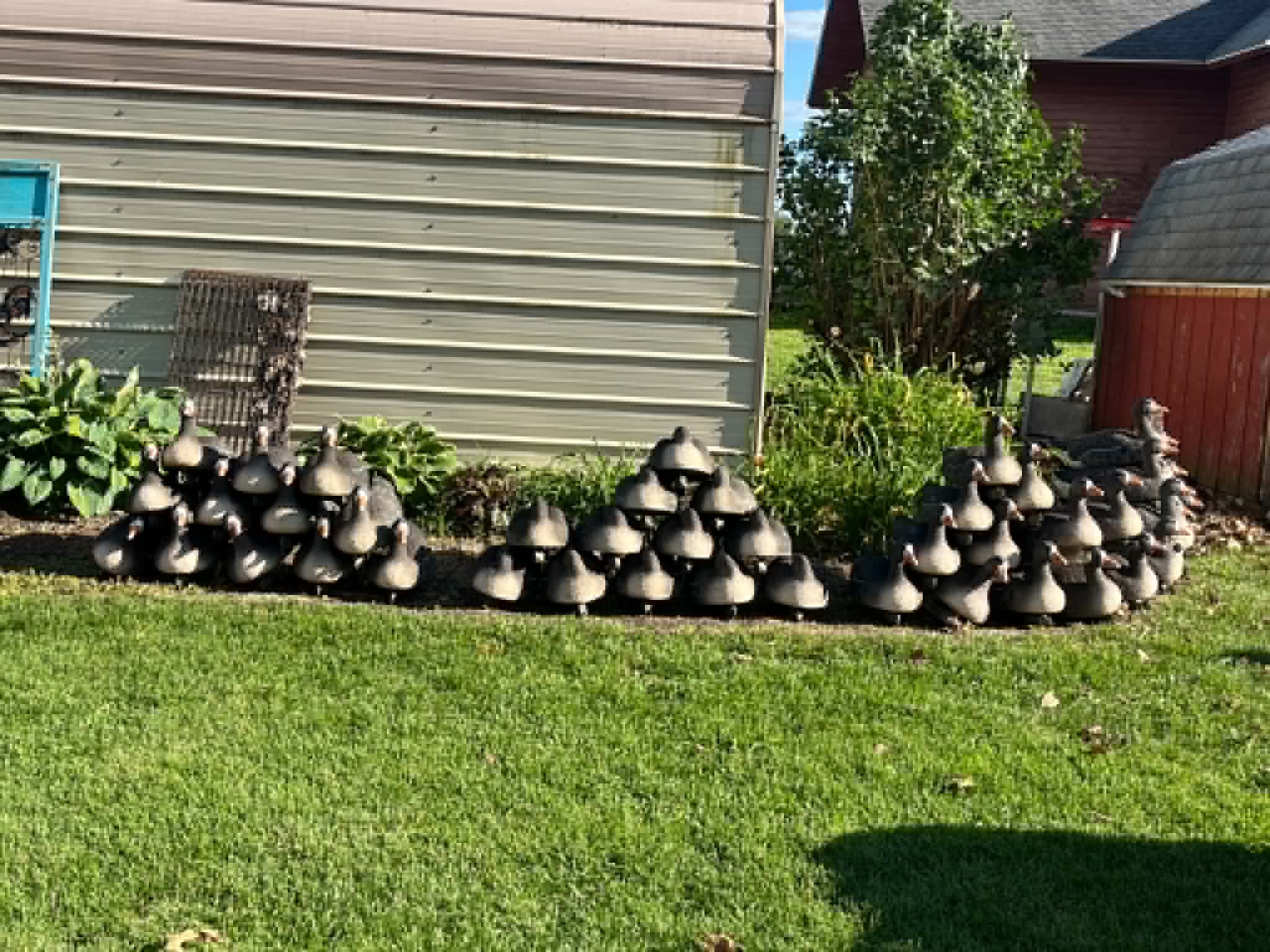 (Bargin Blind) Specklebelly Goose Floater Decoys "PE Plastic" (hard body) "Per 6-Pack"