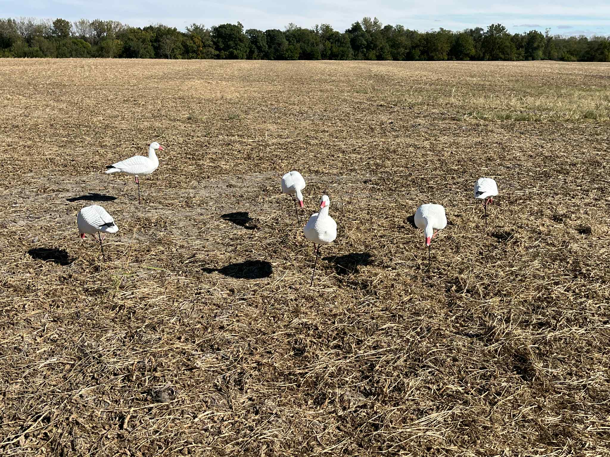 *PRE-ORDER SALE* Full Body Snow Goose Decoys "EVA Plastic" (flexible body) - “Per Dozen”