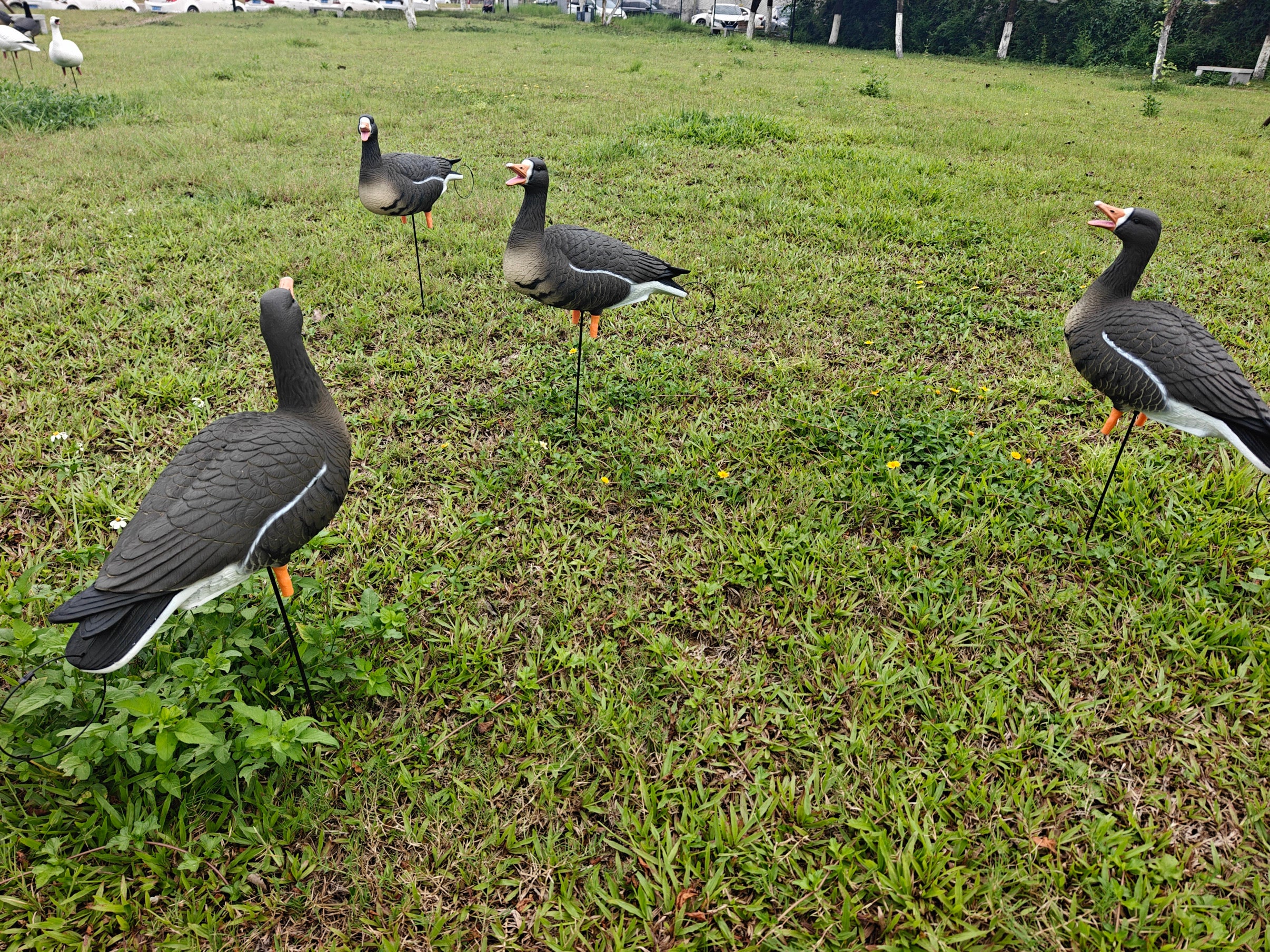 Full Body "Open Mouth" Specklebelly Goose Decoys "PE Plastic" (hard body) - "Per 4-Pack"