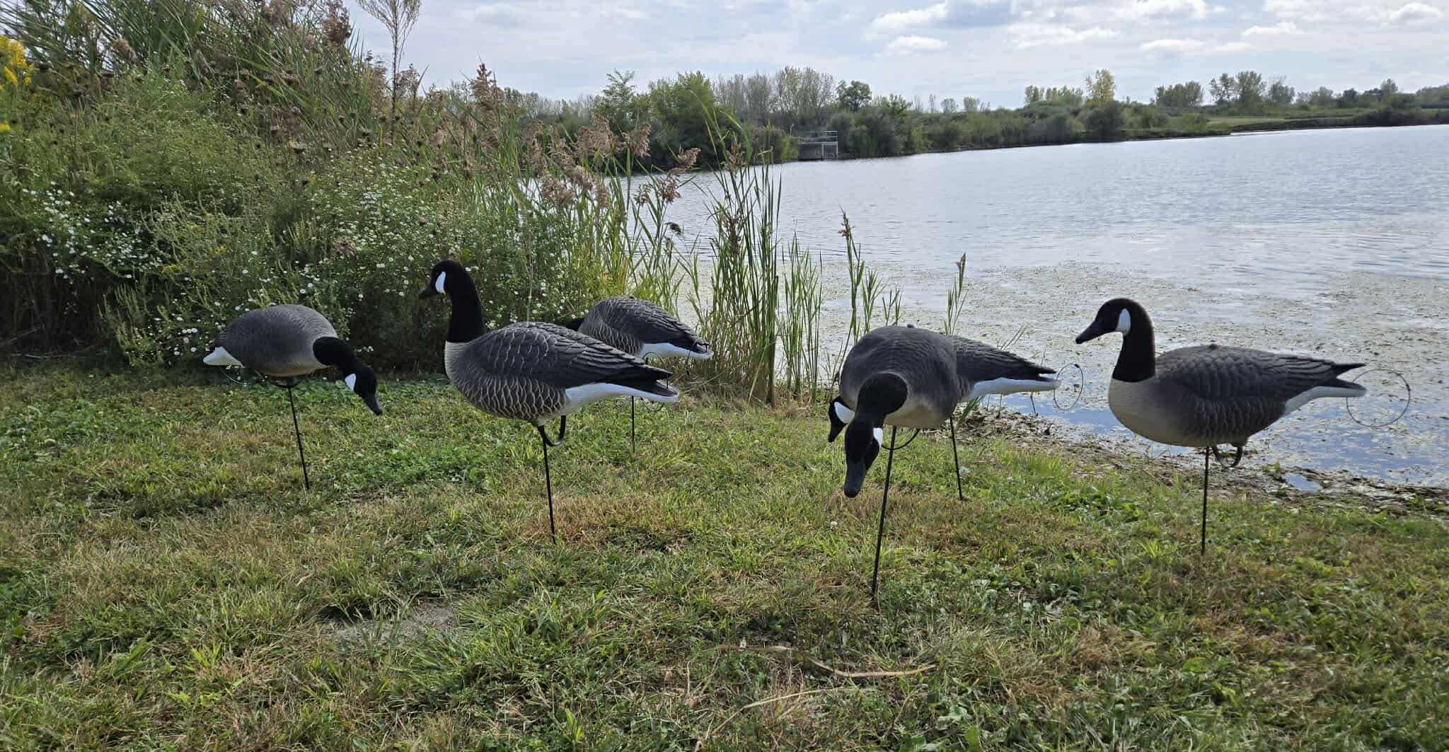 Full Body Canada Goose “Lesser” Decoys "EVA Plastic" (flexible body) - ”Per Dozen"