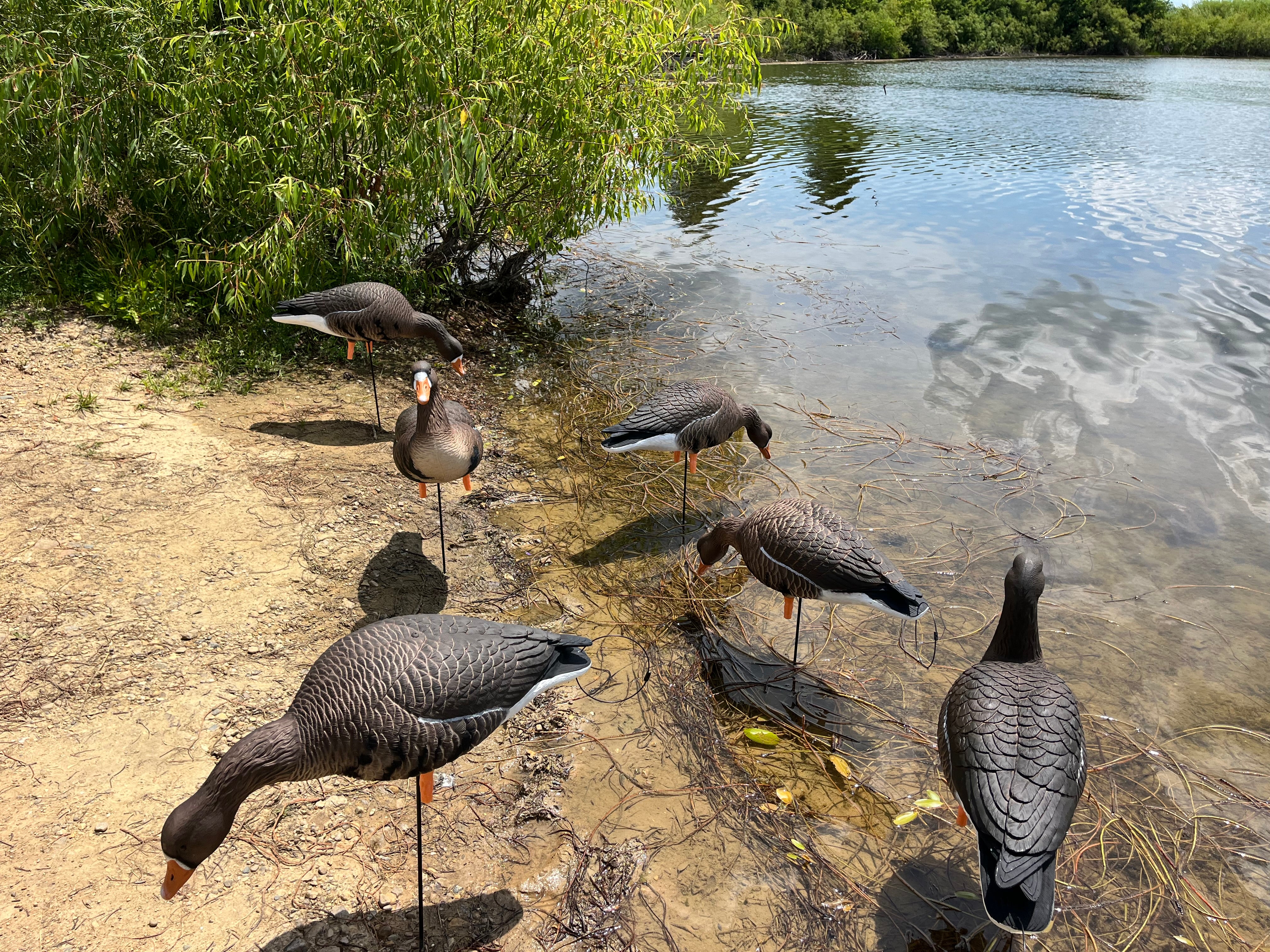 Full Body Specklebelly Goose Decoys "PE PLASTIC" with 14” Square Bases - "Per 6-Pack"