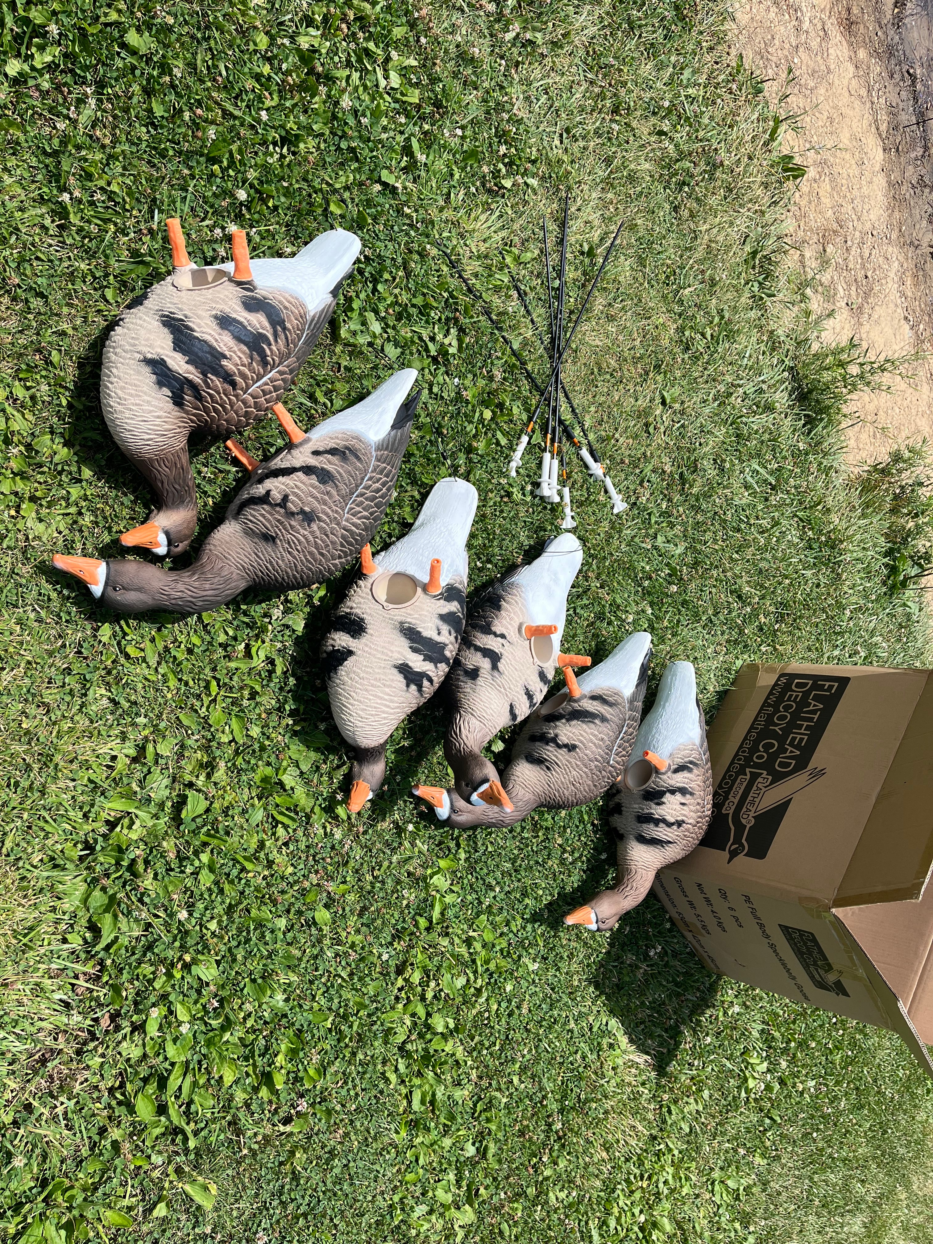 Full Body Specklebelly Goose Decoys "PE PLASTIC" with 14” Square Bases - "Per 6-Pack"