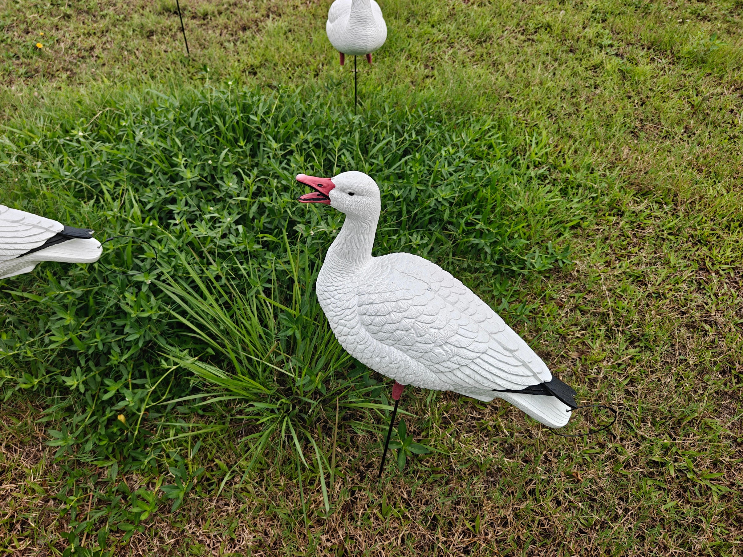 Full Body "Open Mouth" Snow Goose Decoys "PE Plastic" (hard body) - "Per 4-Pack"