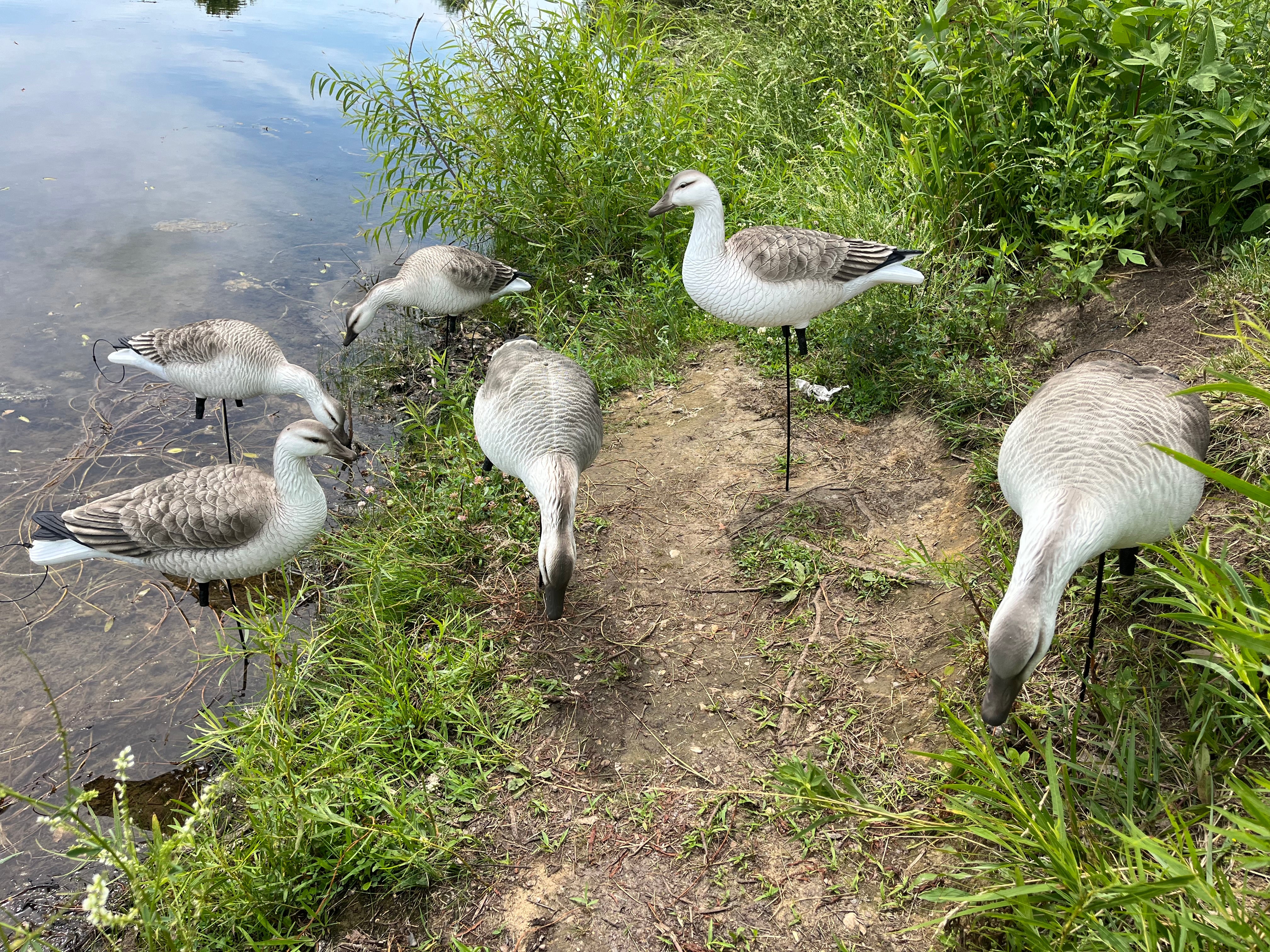 Full Body Snow Juvie Goose Decoys "PE Plastic" (hard body) - "Per 6-Pack"