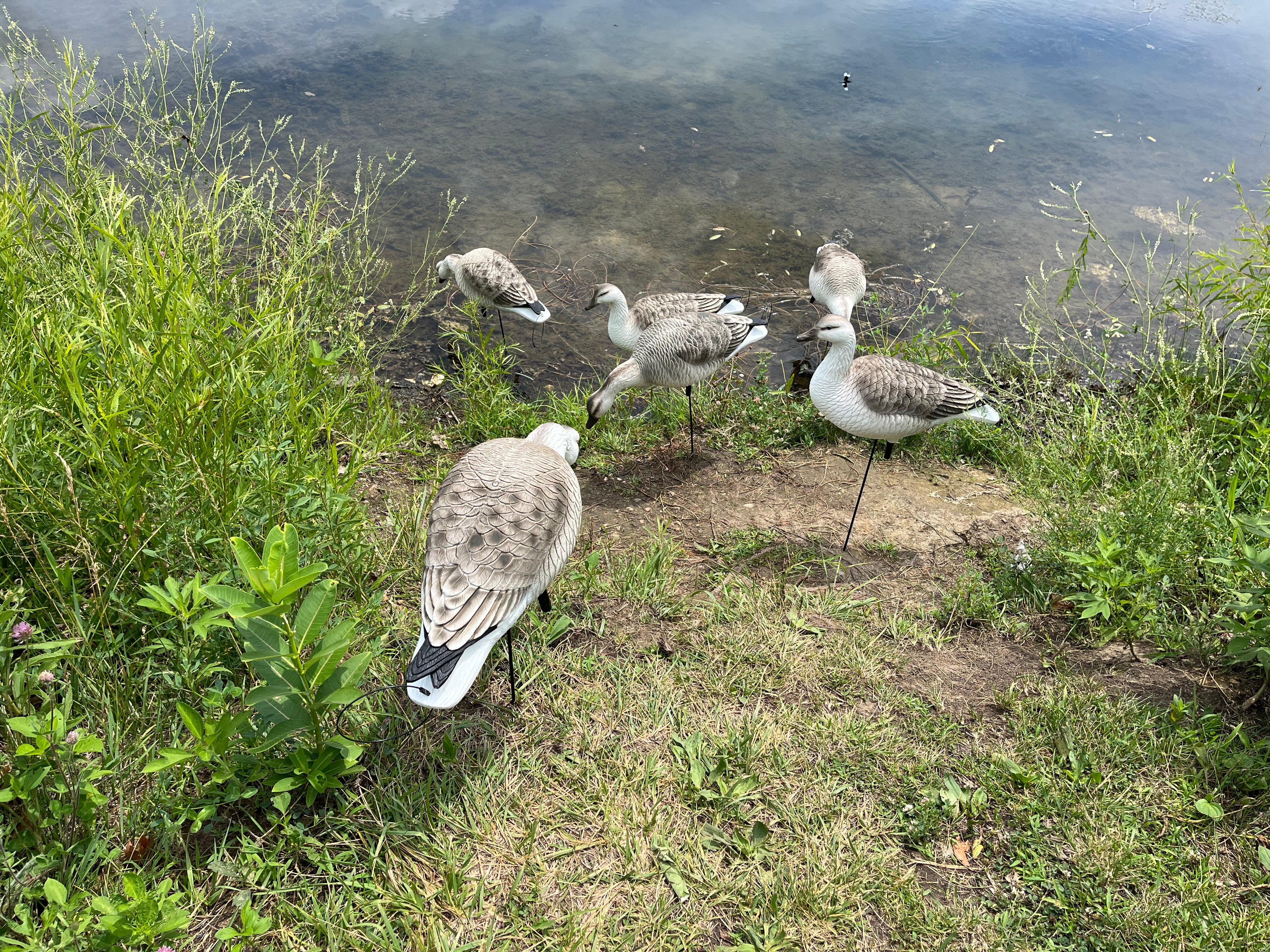 Full Body Snow Juvie Goose Decoys "PE Plastic" (hard body) - "Per 6-Pack"