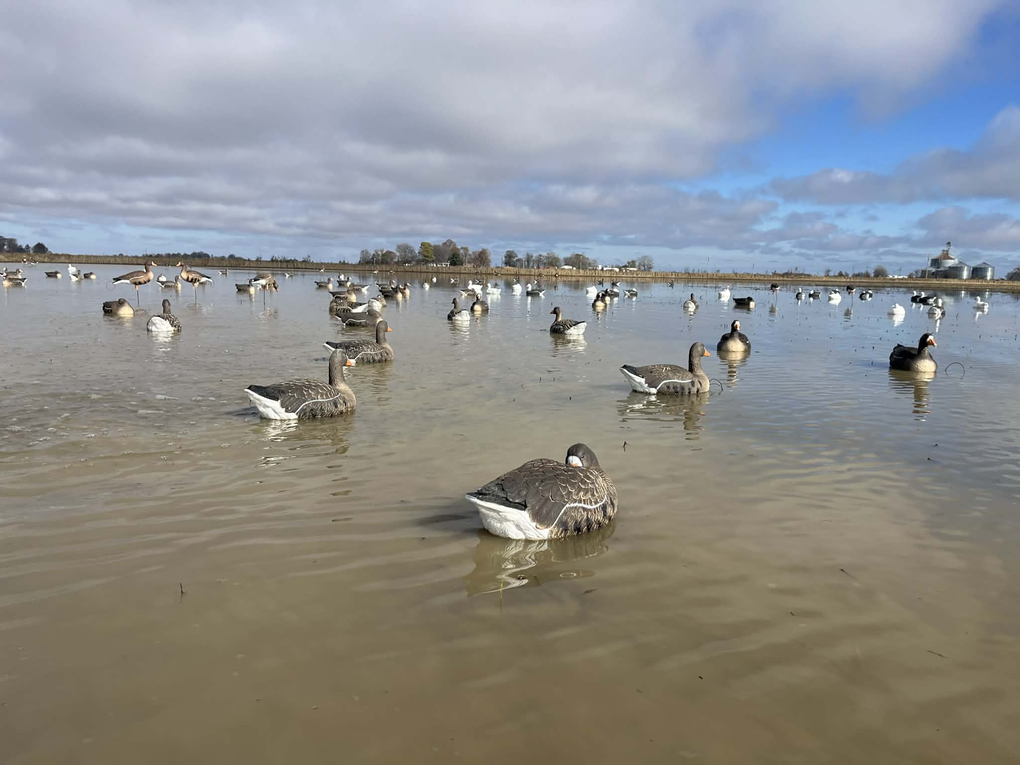 Specklebelly Goose Sleeper Floater Decoy "PE Plastic" (hard body) “Per 6-Pack”