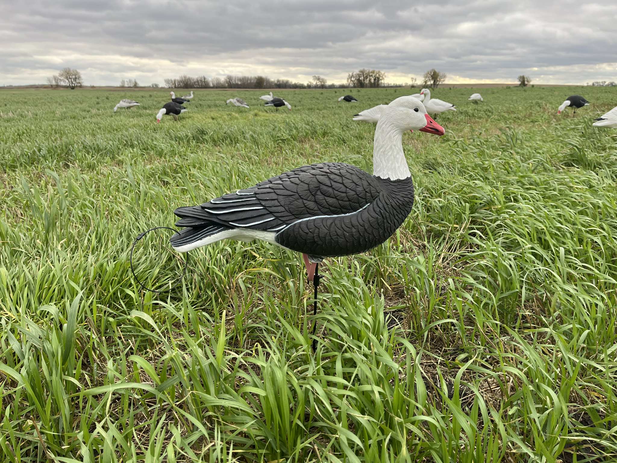 Full Body Blue Goose Decoys "EVA Plastic" (flexible body) - "Per Dozen"