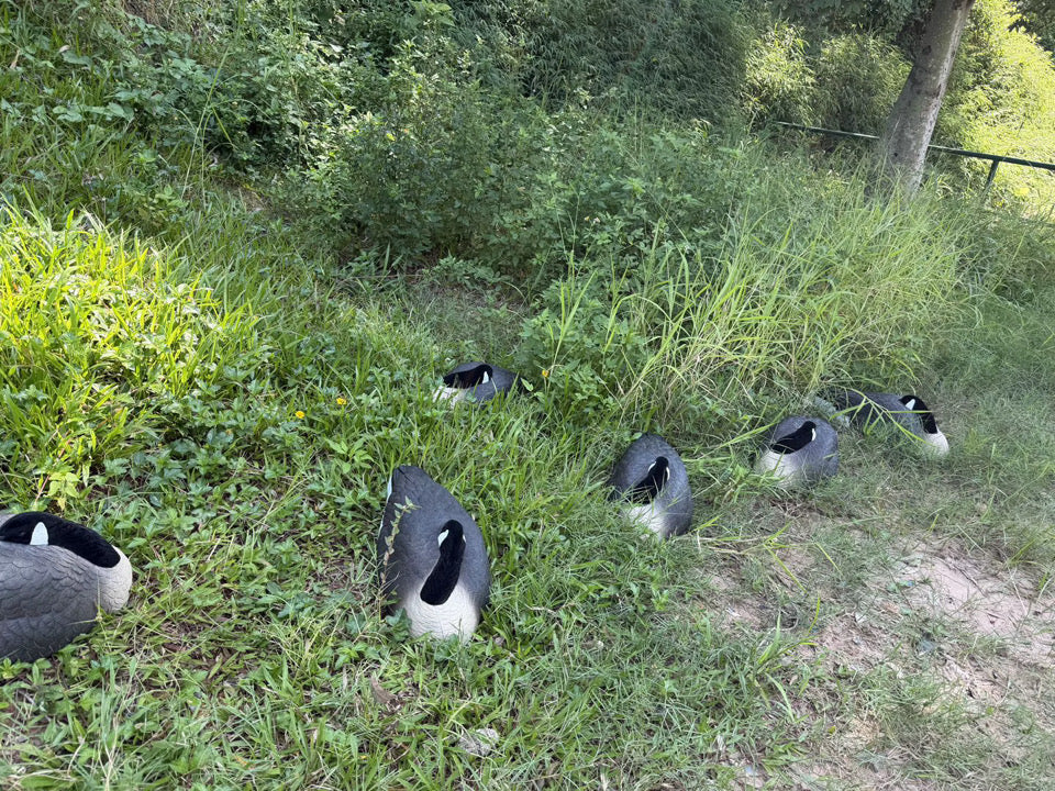 *PRE-ORDER SALE* Canada Goose Sleeper Shells "Per 6-Pack"