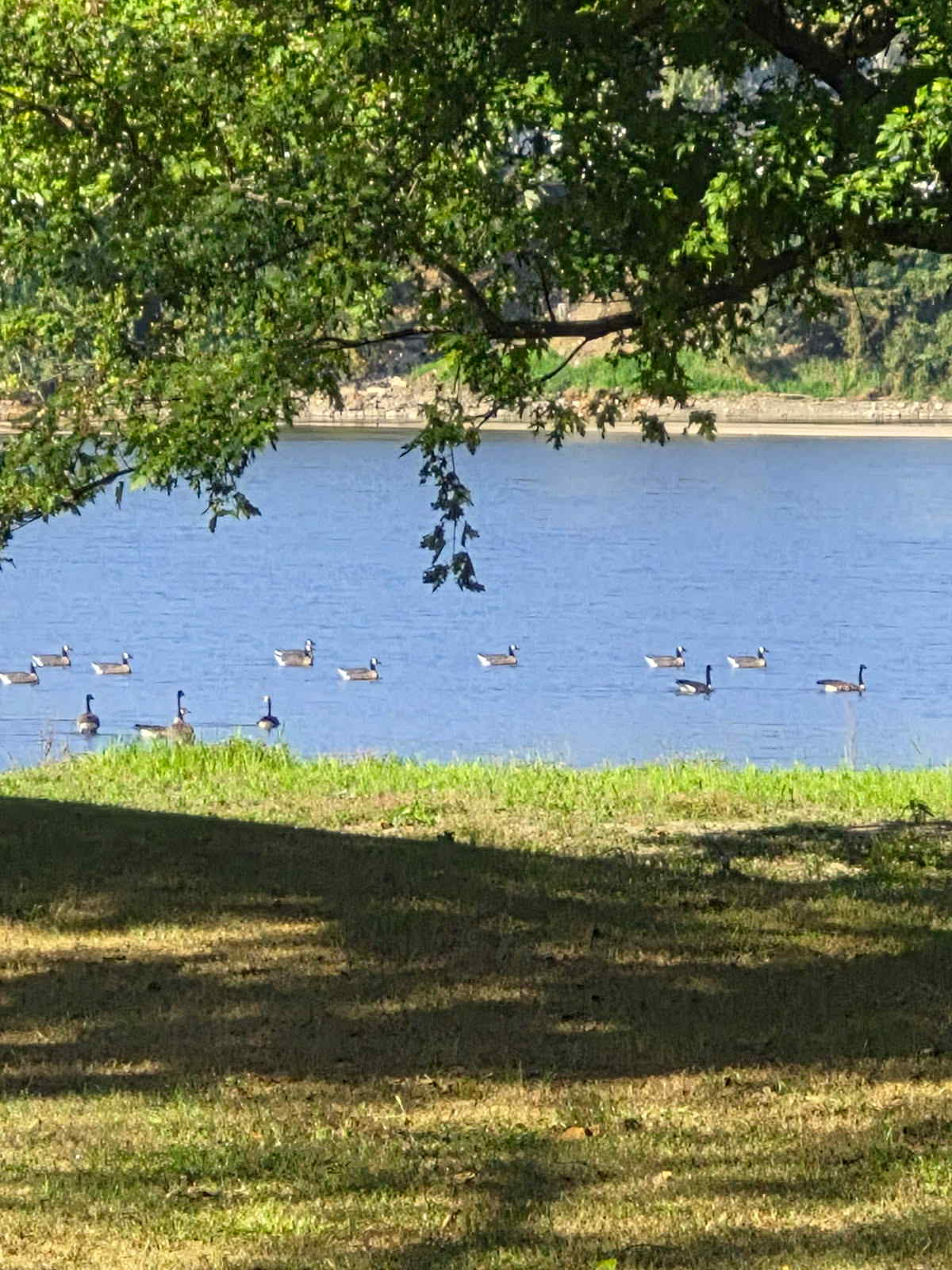 Canada Goose Floater Decoys with Flocked Heads "PE Plastic" (hard body) "Per 6-Pack"