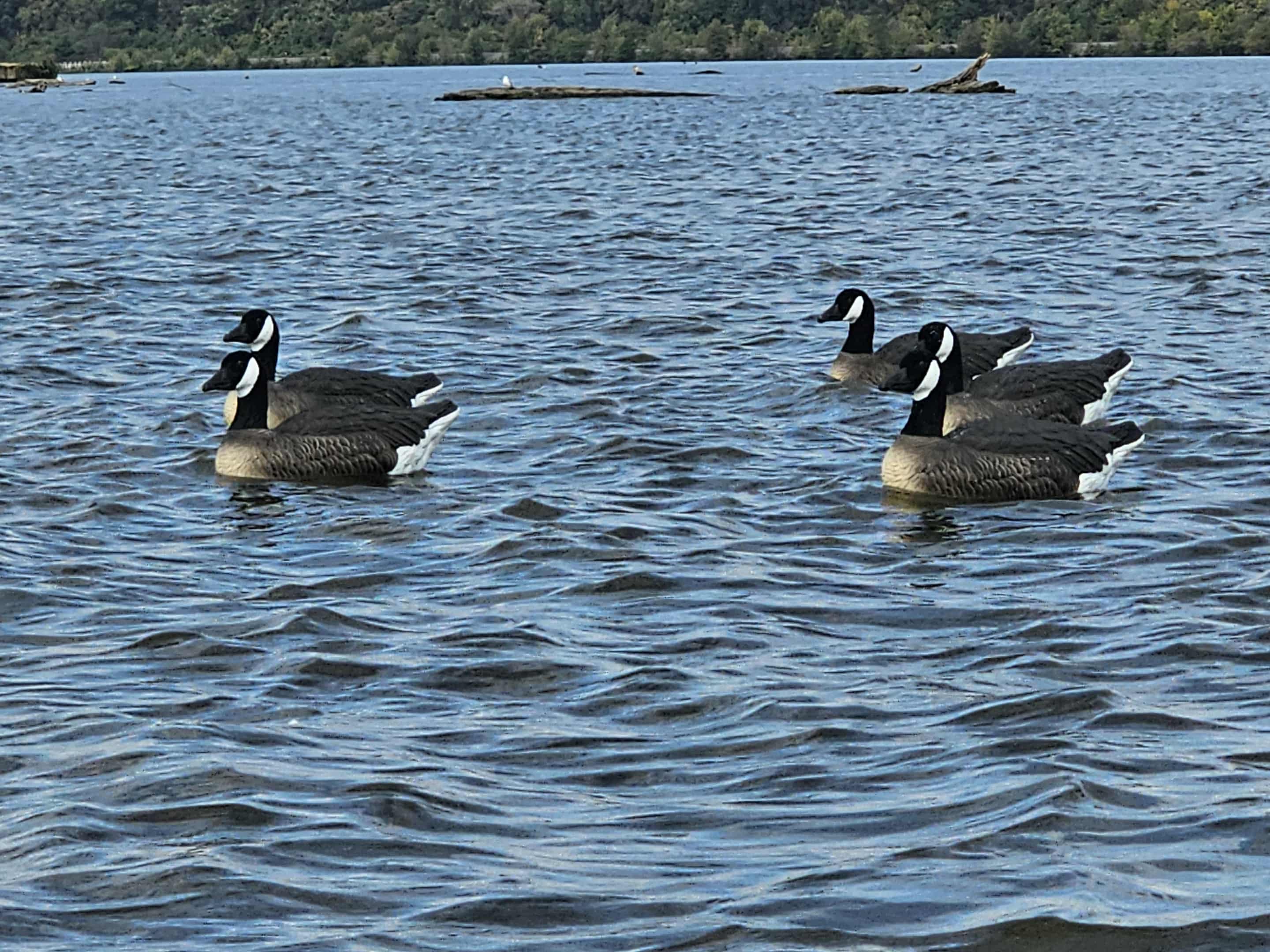 "Pre-Order Sale" PE Canada Goose Floater Decoys with Flocked Heads "Per 6-Pack"