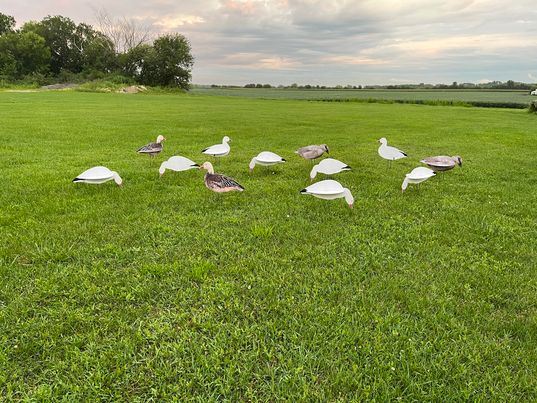 "Illusion Series" Snow Goose Silhouette Decoys - "Per Dozen"