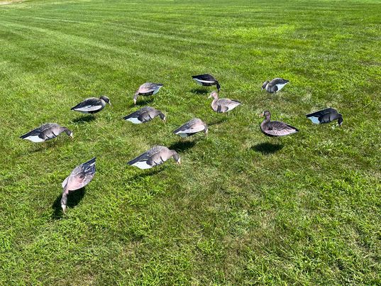 "Illusion Series" Specklebelly Silhouette Decoys - "Per Dozen"