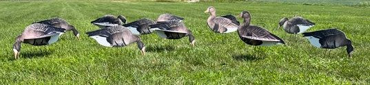 "Illusion Series" Specklebelly Silhouette Decoys - "Per Dozen"