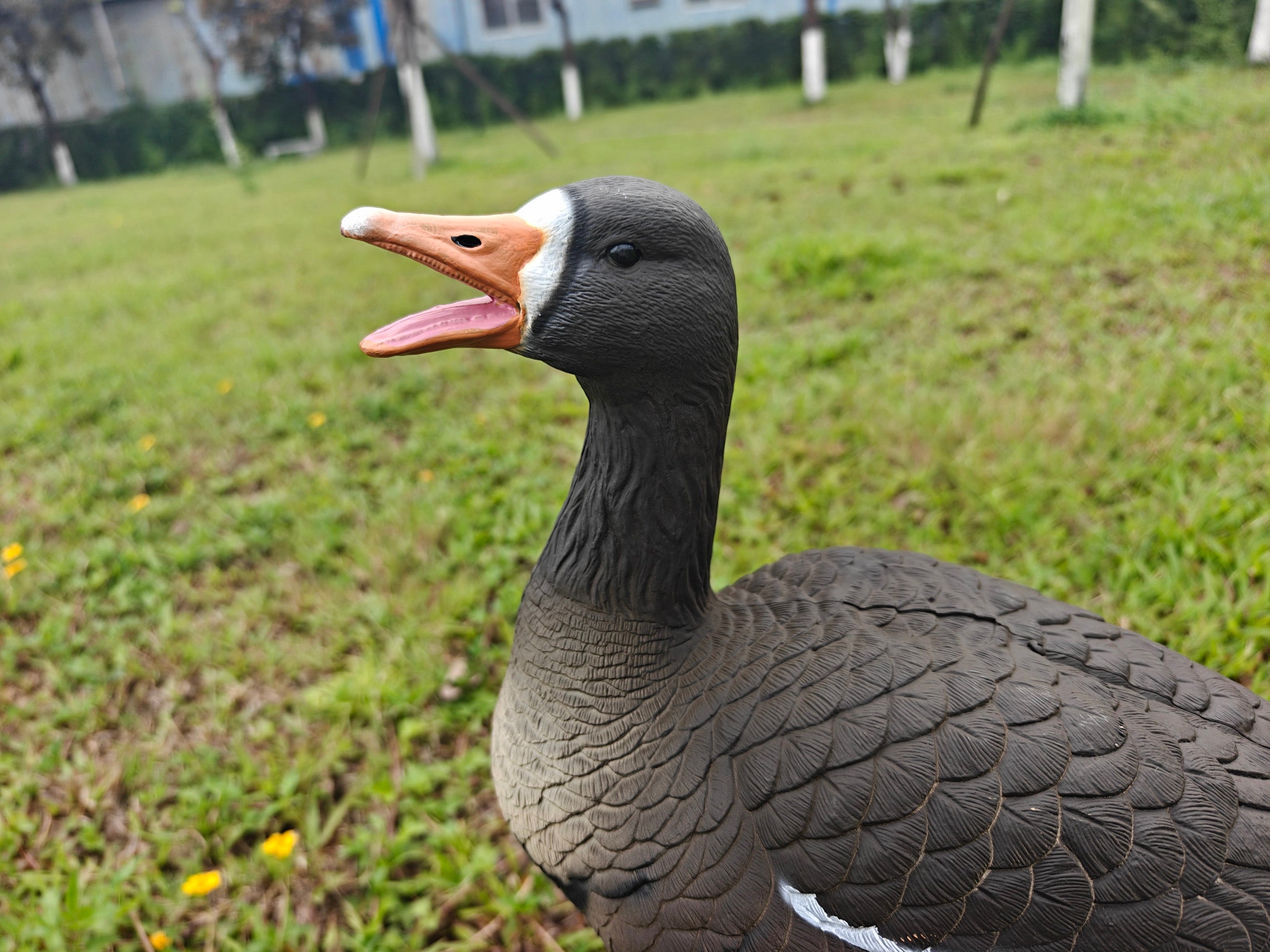 Full Body "Open Mouth" Specklebelly Goose Decoys "PE Plastic" (hard body) - "Per 4-Pack"