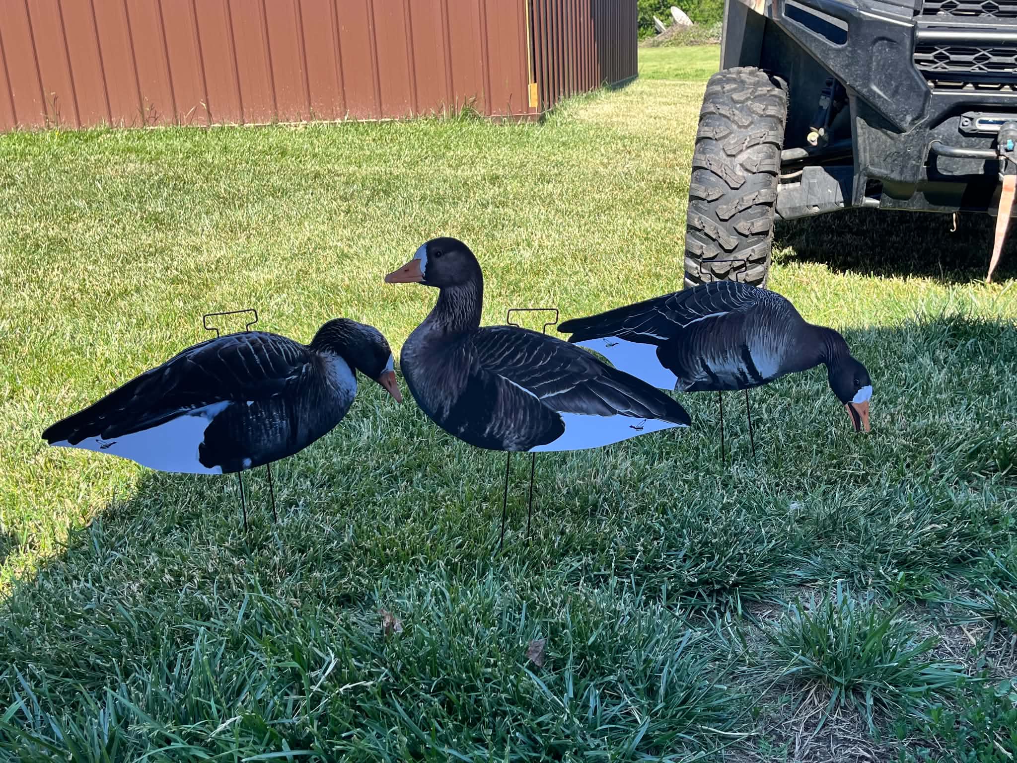 Specklebelly Goose Silhouette Decoys - "Per Dozen"