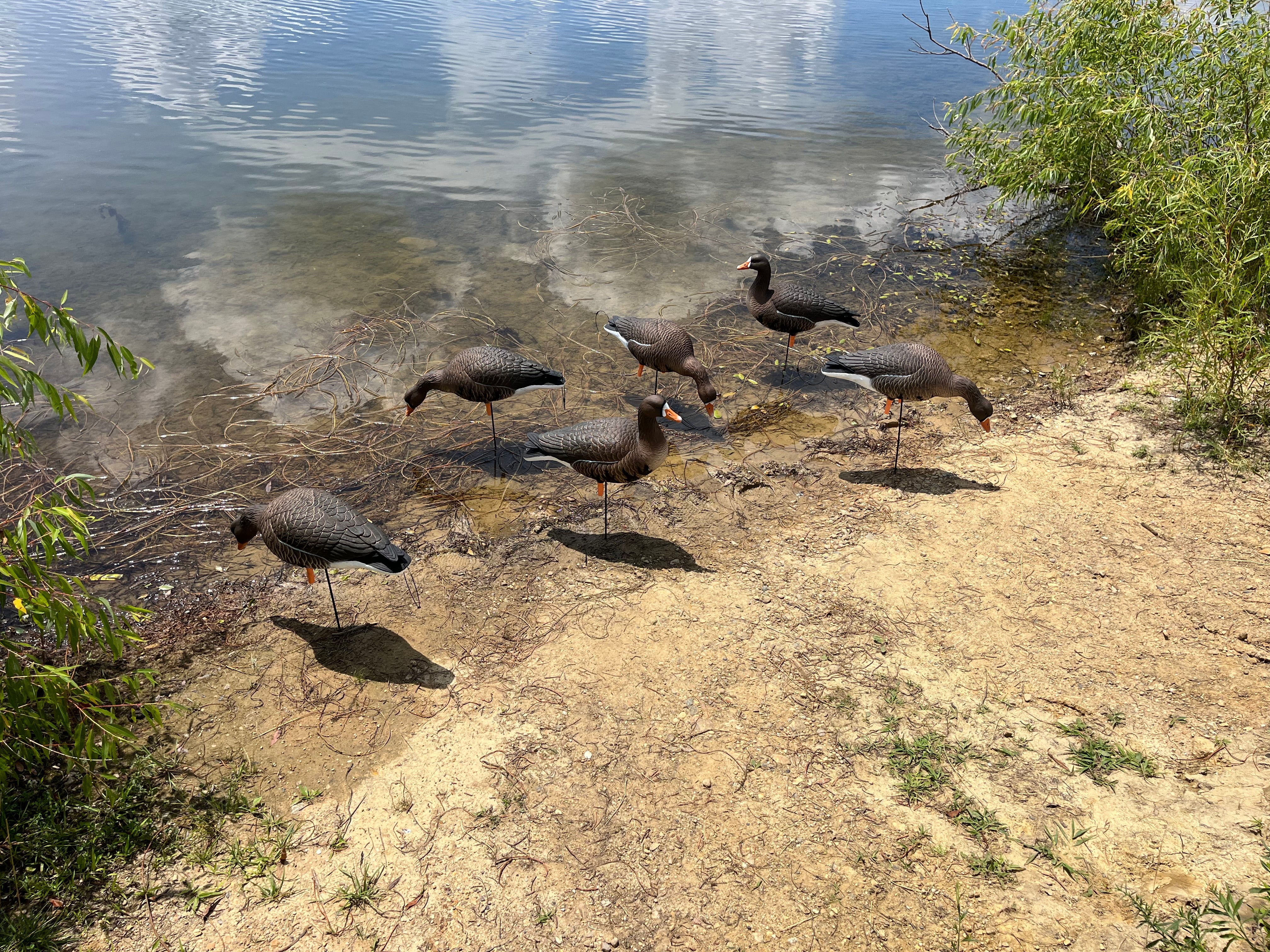 Full Body Specklebelly Goose Decoys "PE Plastic" (hard body) “Per 6-Pack"