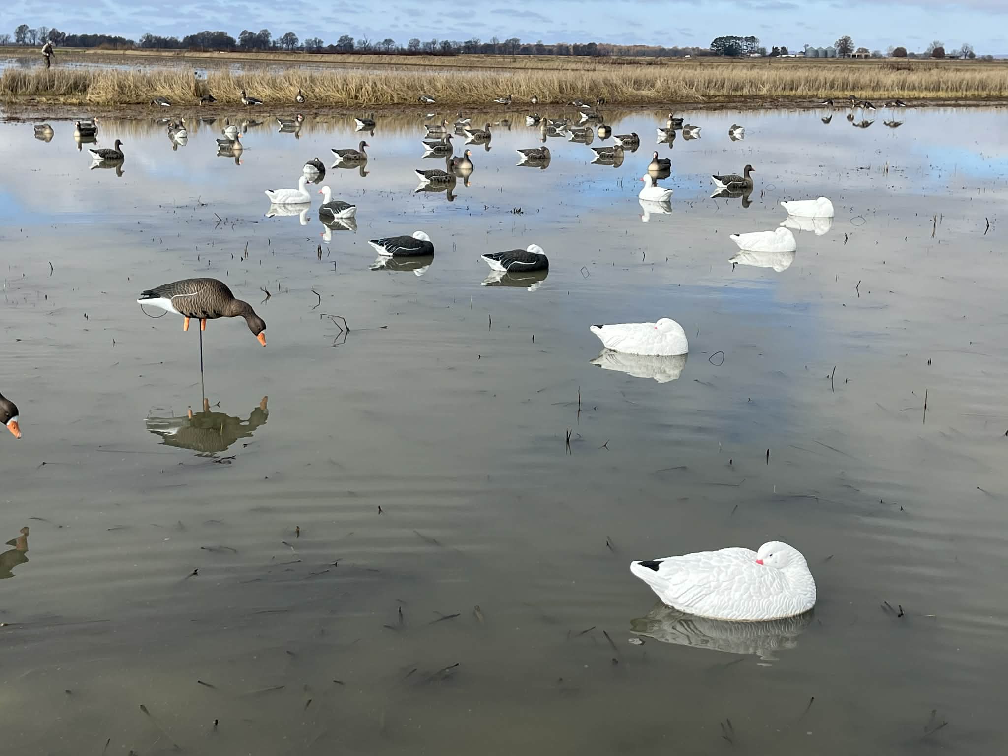 Snow Goose Sleeper Floater Decoys "PE Plastic" (hard body) "6-Pack"