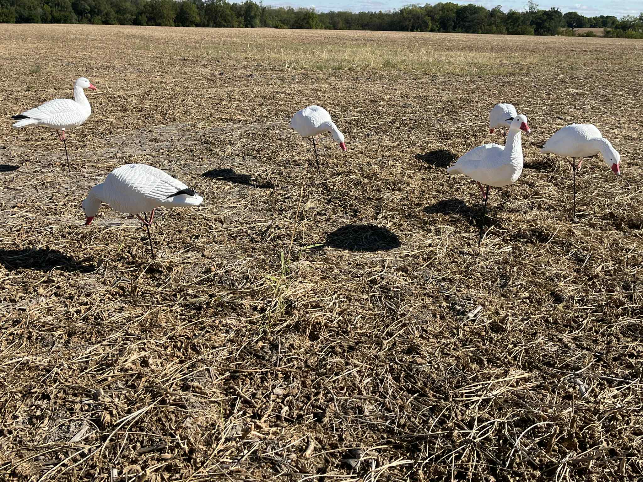 *PRE-ORDER SALE* Full Body Snow Goose Decoys "EVA Plastic" (flexible body) - “Per Dozen”