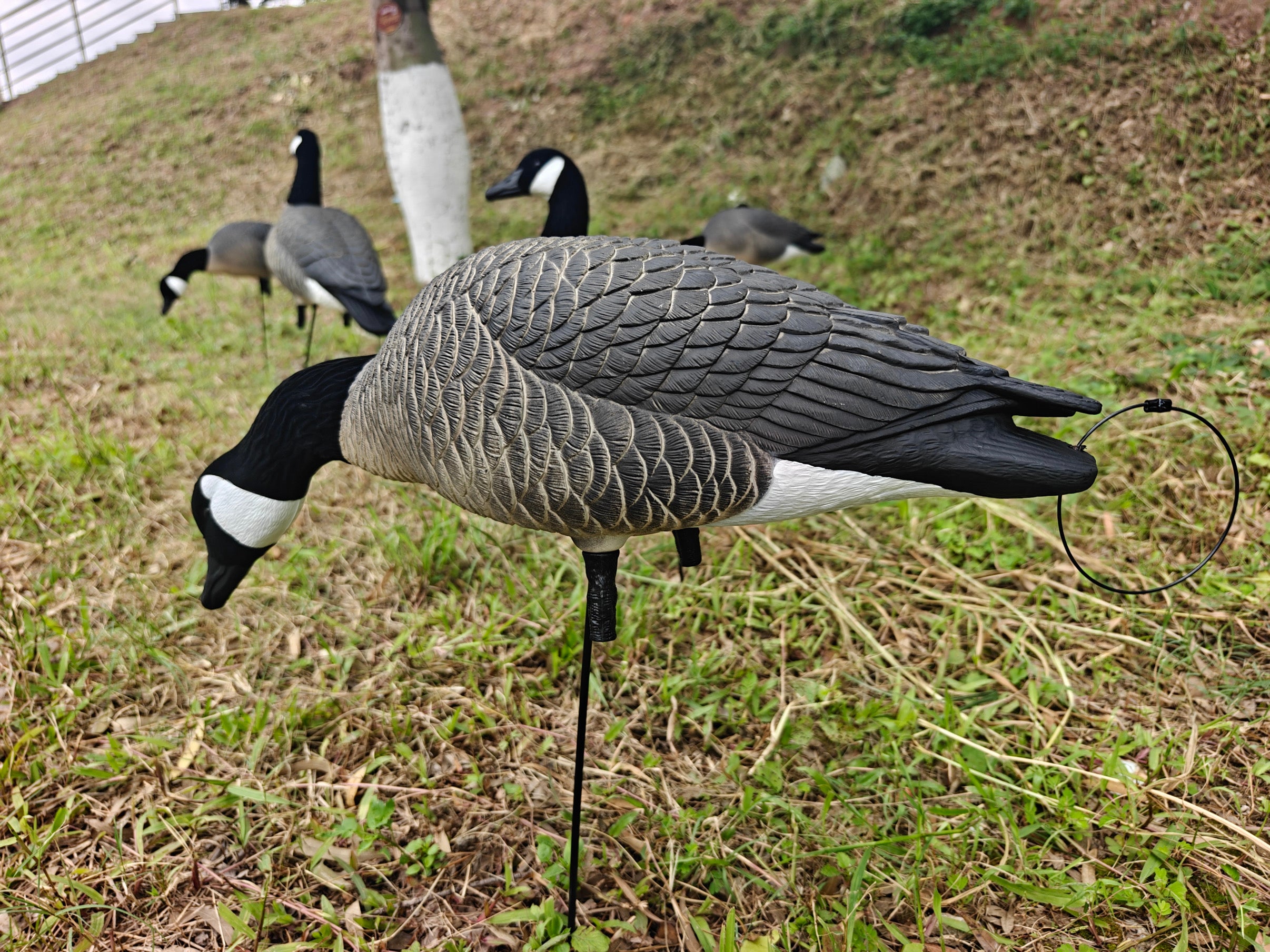 (Bargain Blind) Full Body Canada Goose “Lesser” Decoys "EVA Plastic" (flexible body) - ”Per Dozen"
