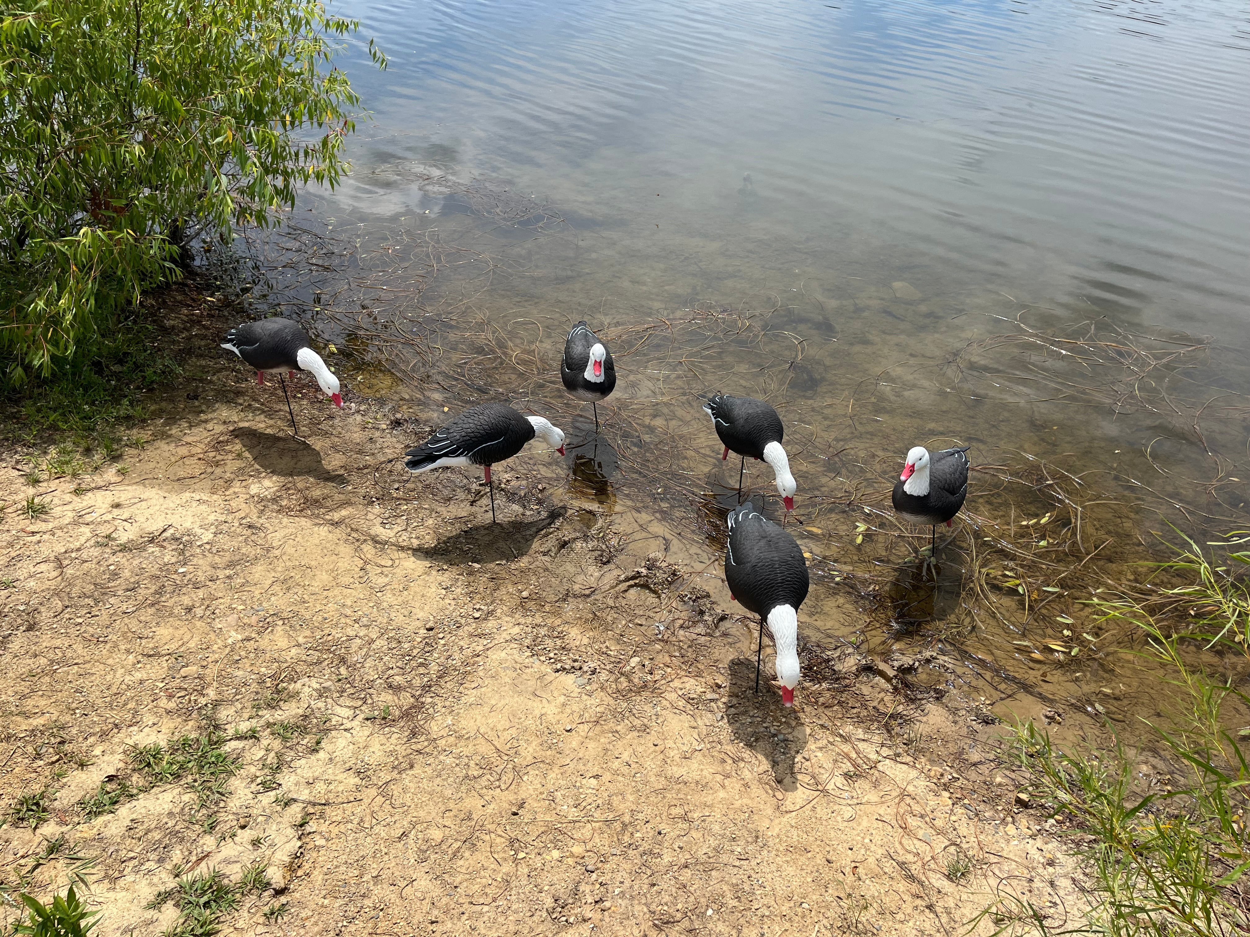 Full Body Blue Goose Decoys "PE Plastic" (hard body) - "Per 6-Pack"