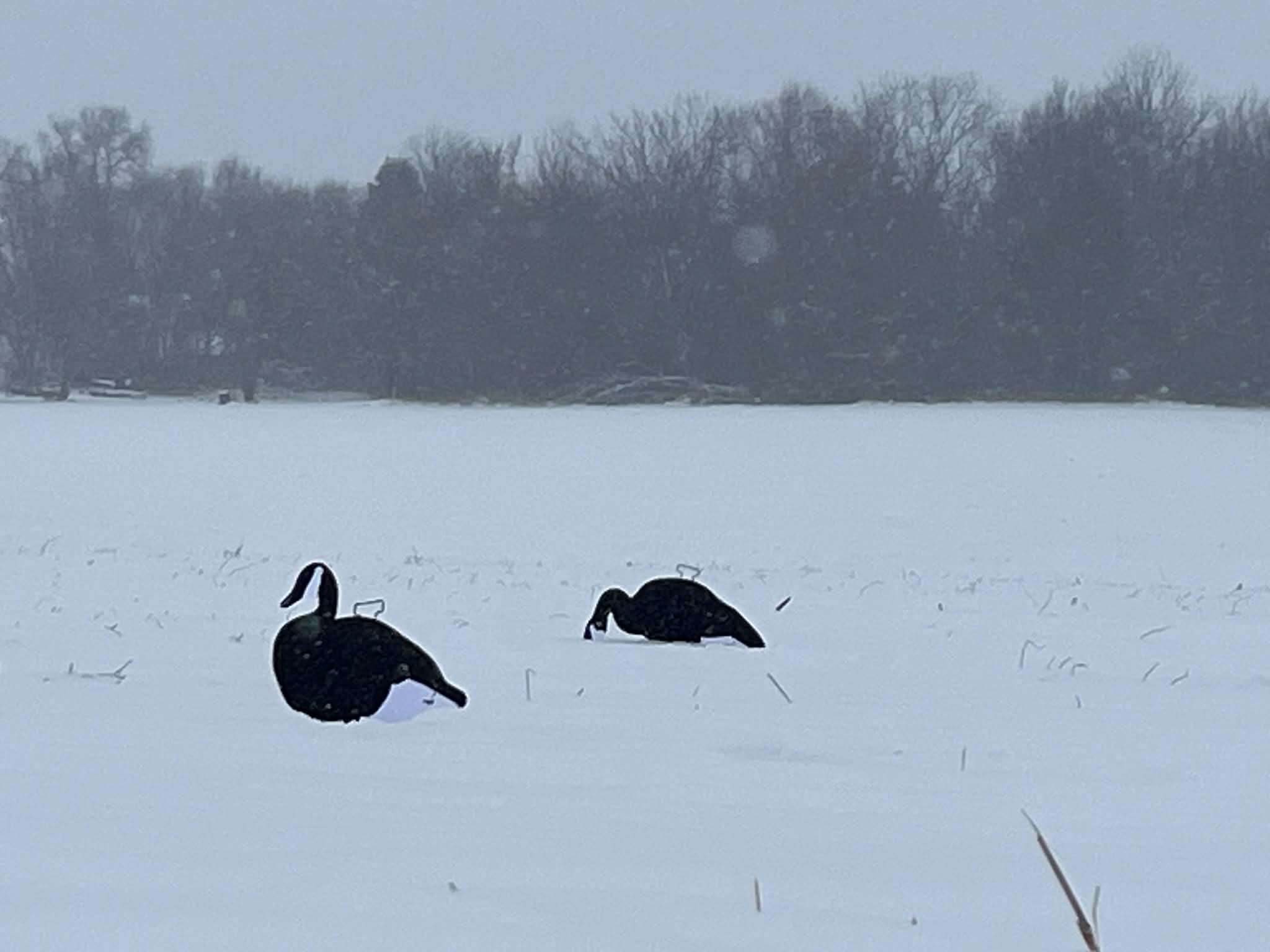 Black & White Canada Goose Silhouette Decoys