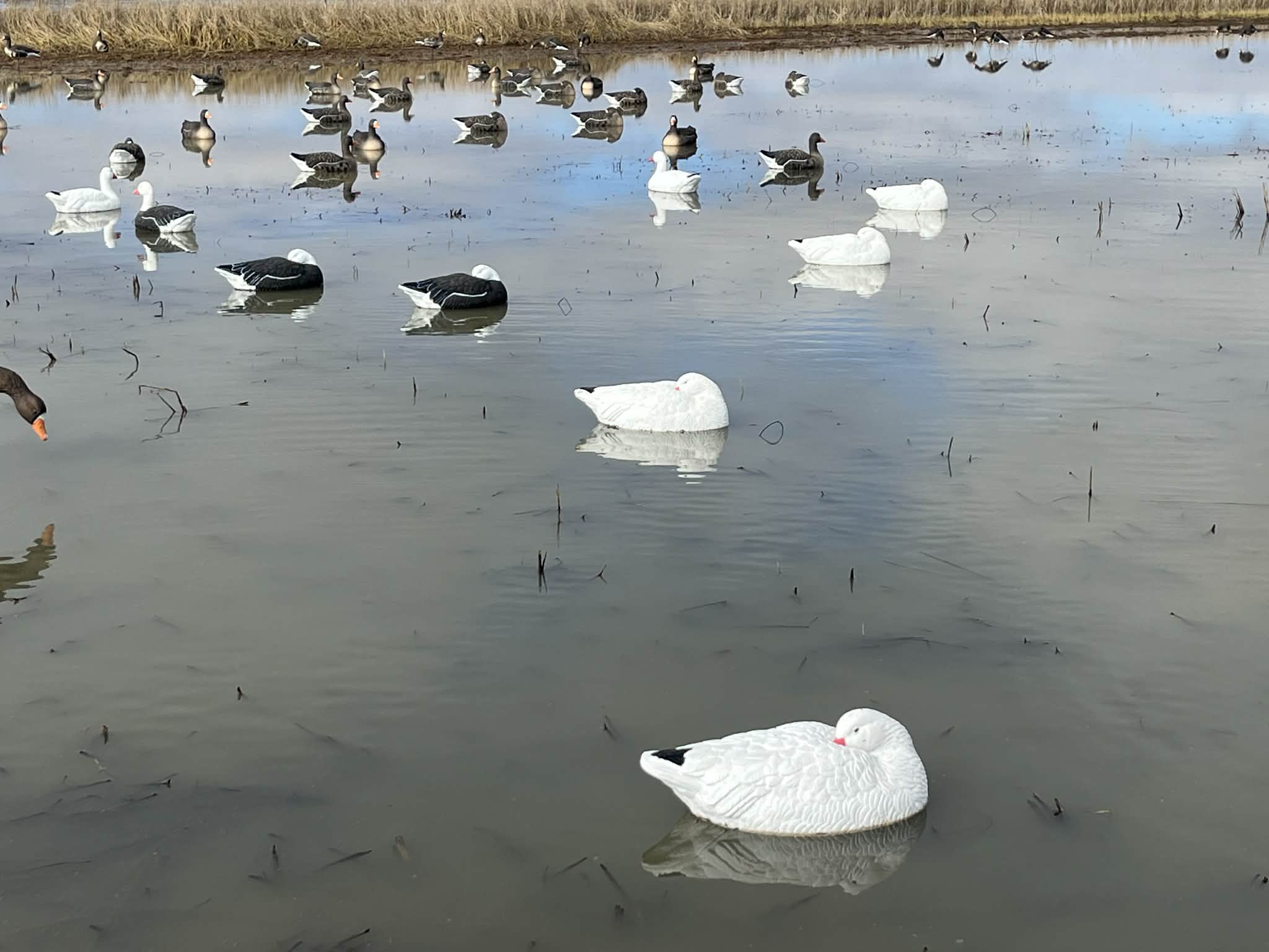 Snow Goose Sleeper Floater Decoys "PE Plastic" (hard body) "6-Pack"