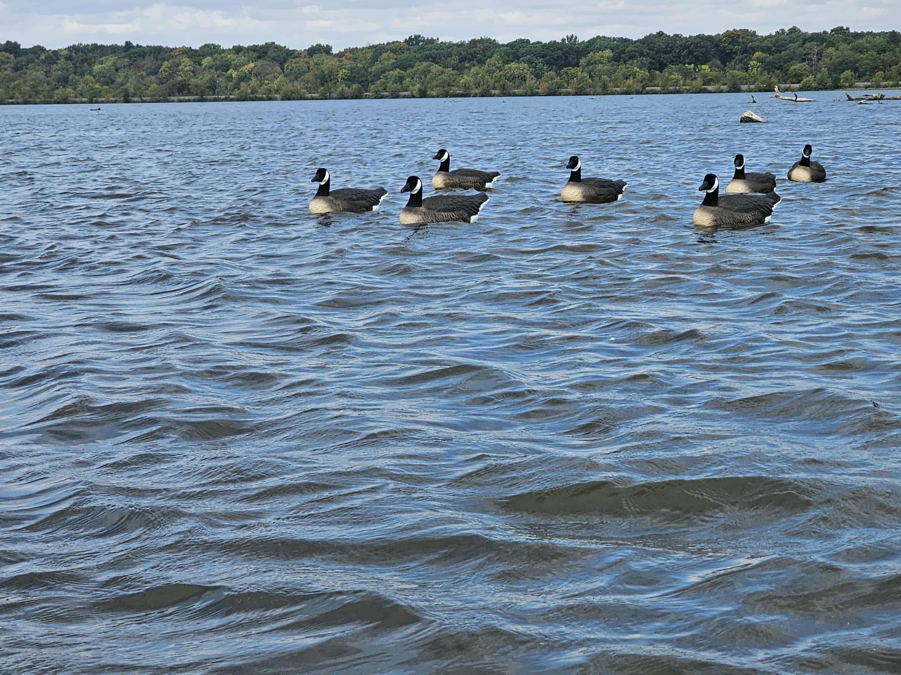 Canada Goose Floater Decoys with Flocked Heads "PE Plastic" (hard body) "Per 6-Pack"