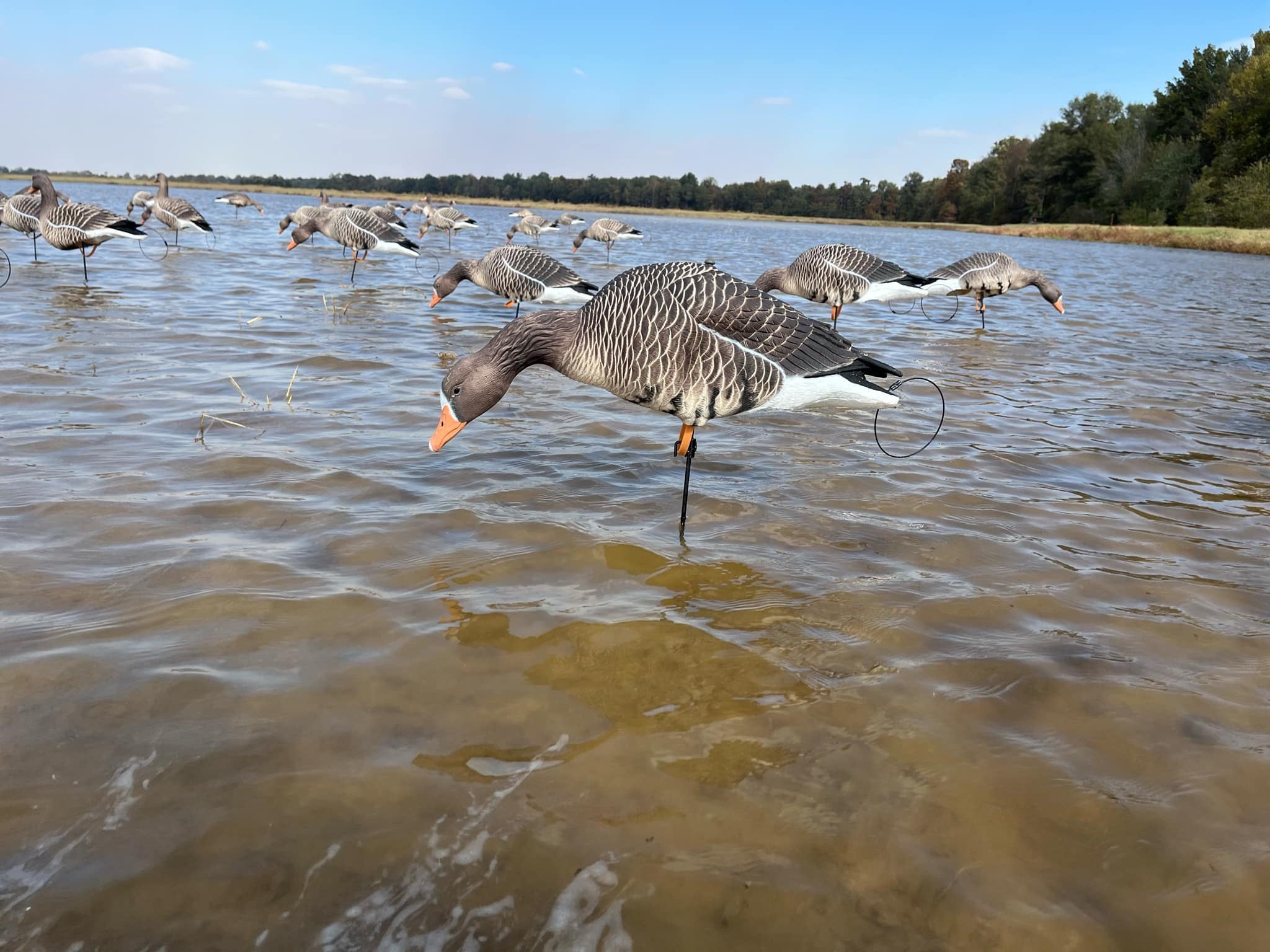 *PRE-ORDER SALE* Full Body Specklebelly Goose Decoys "EVA Plastic" (flexible body) - "Per Dozen"