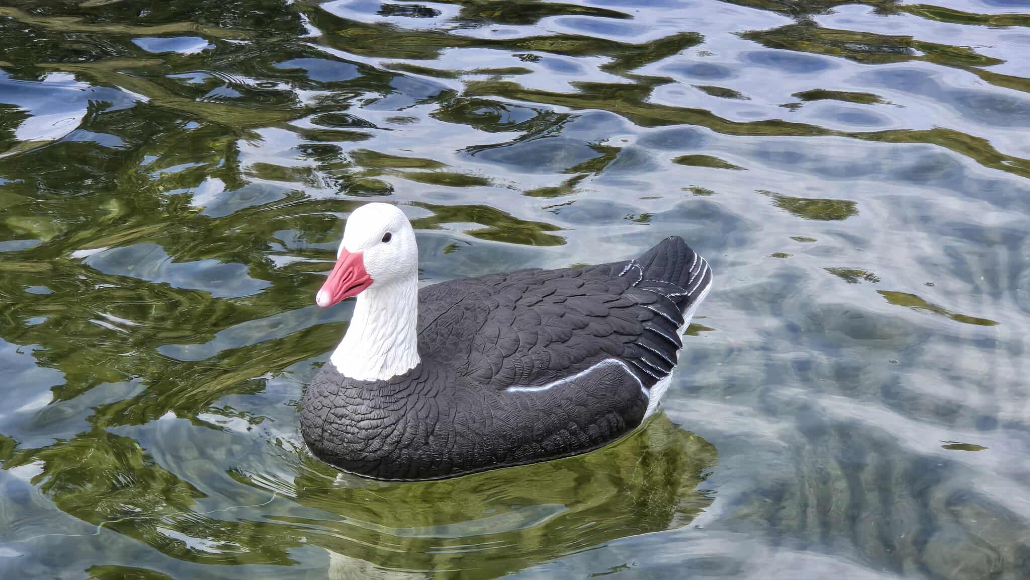 Blue Goose Floater Decoys "PE Plastic" (hard body) "Per 6-Pack"