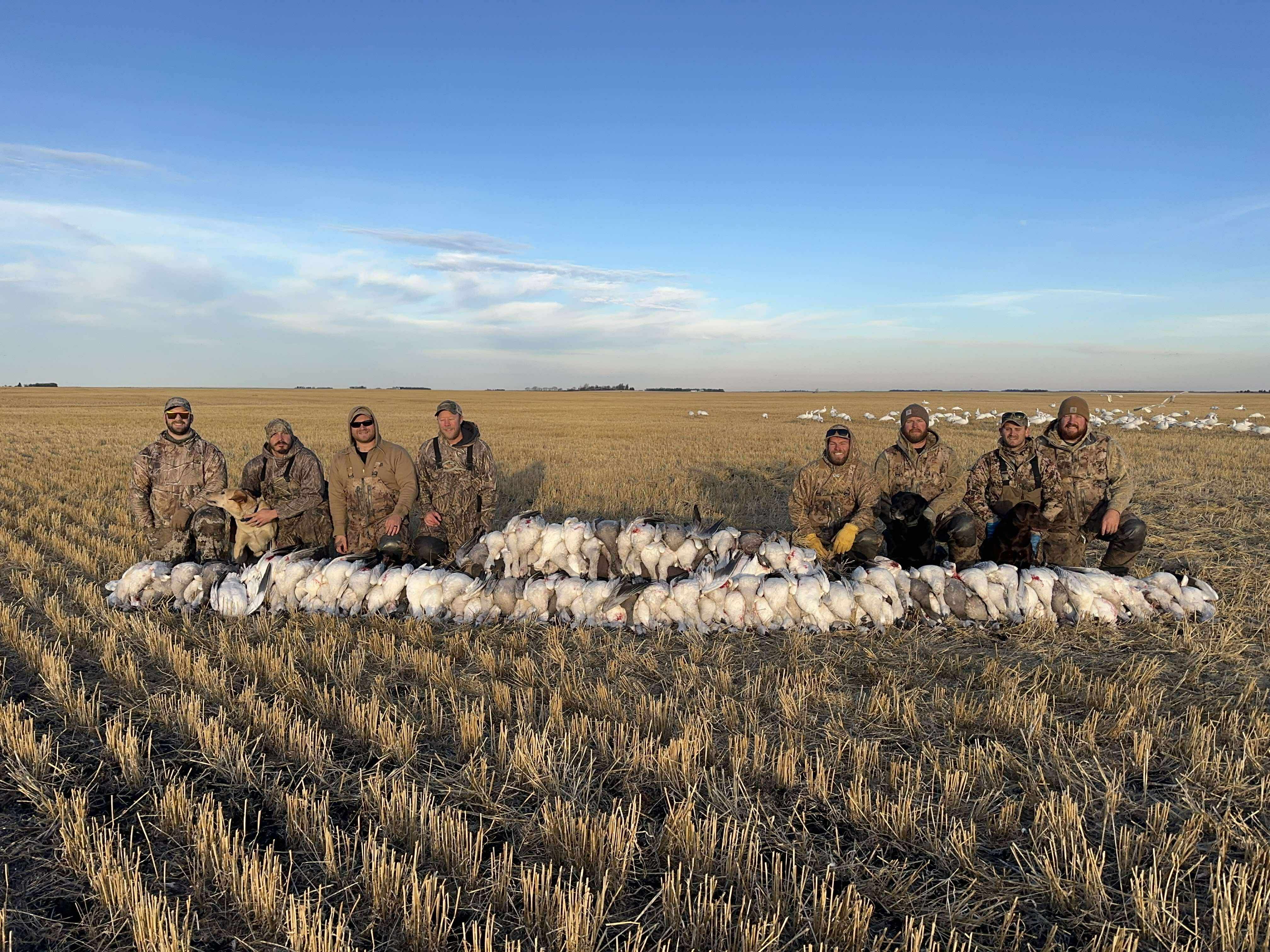 Full Body Snow Goose Decoys "PE PLASTIC" (hard body) with Square Bases - "Per 6-Pack"