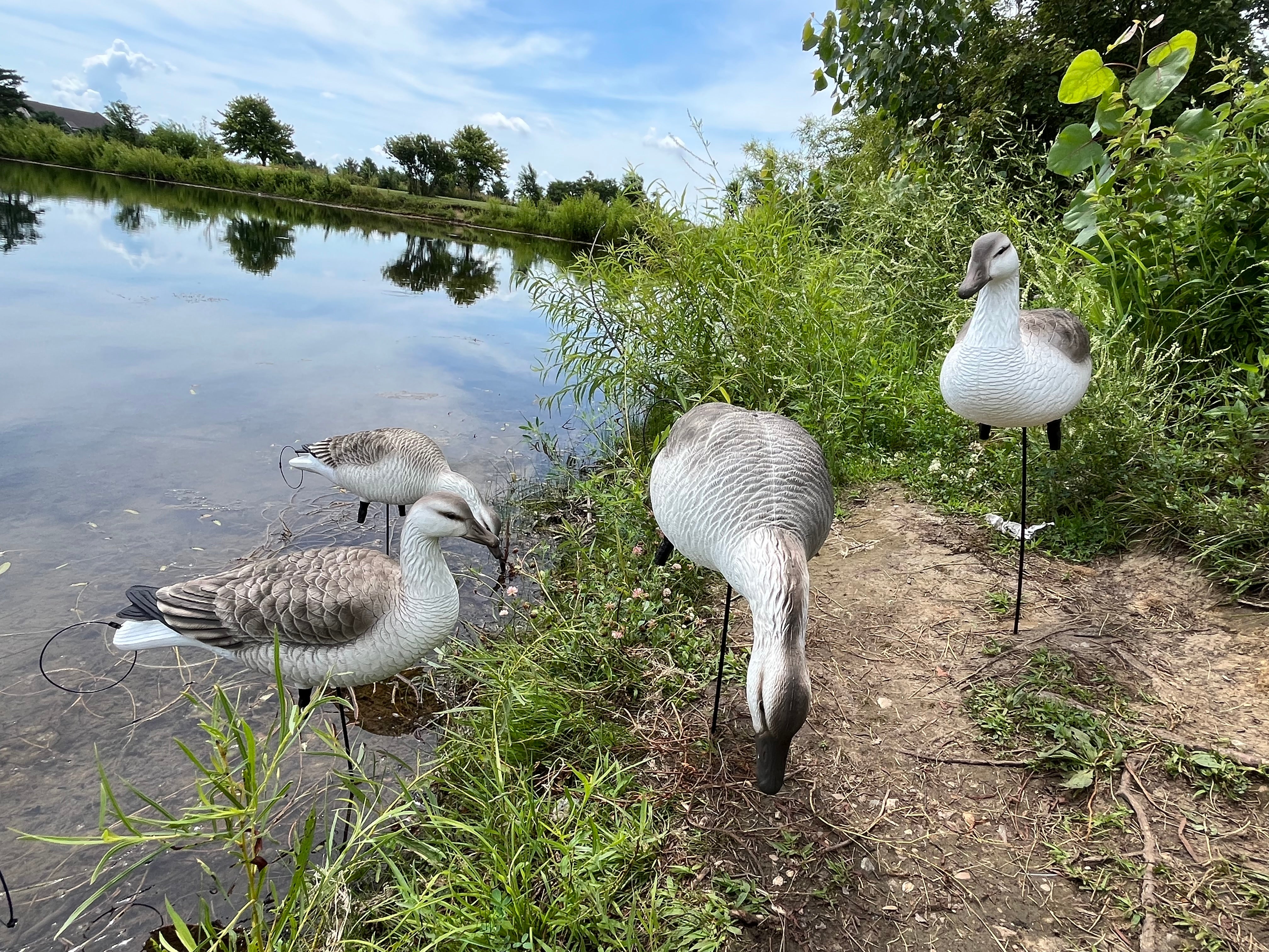 Full Body Snow Juvie Goose Decoys "PE Plastic" (hard body) - "Per 6-Pack"