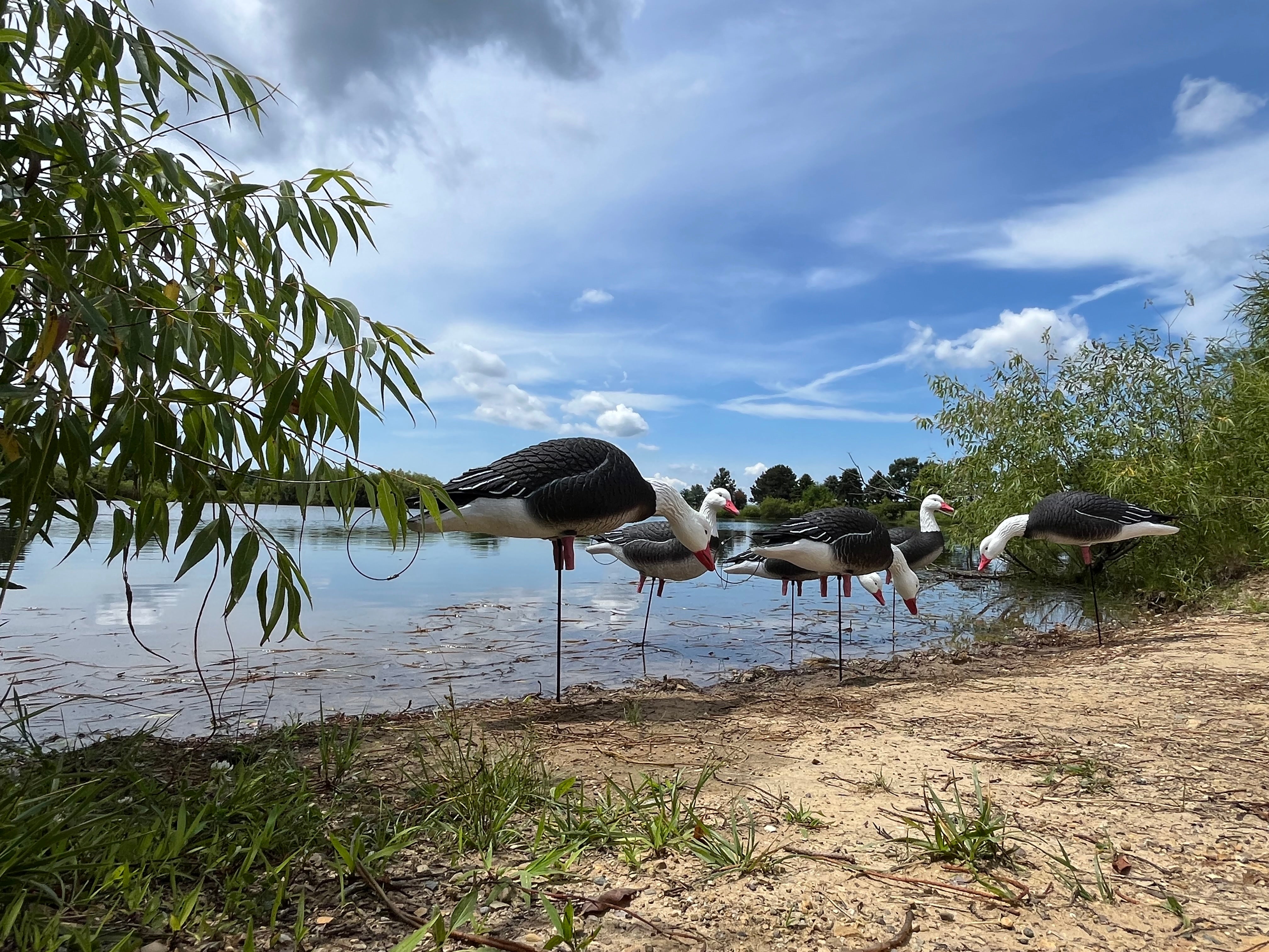 Full Body Blue Goose Decoys "PE Plastic" (hard body) - "Per 6-Pack"