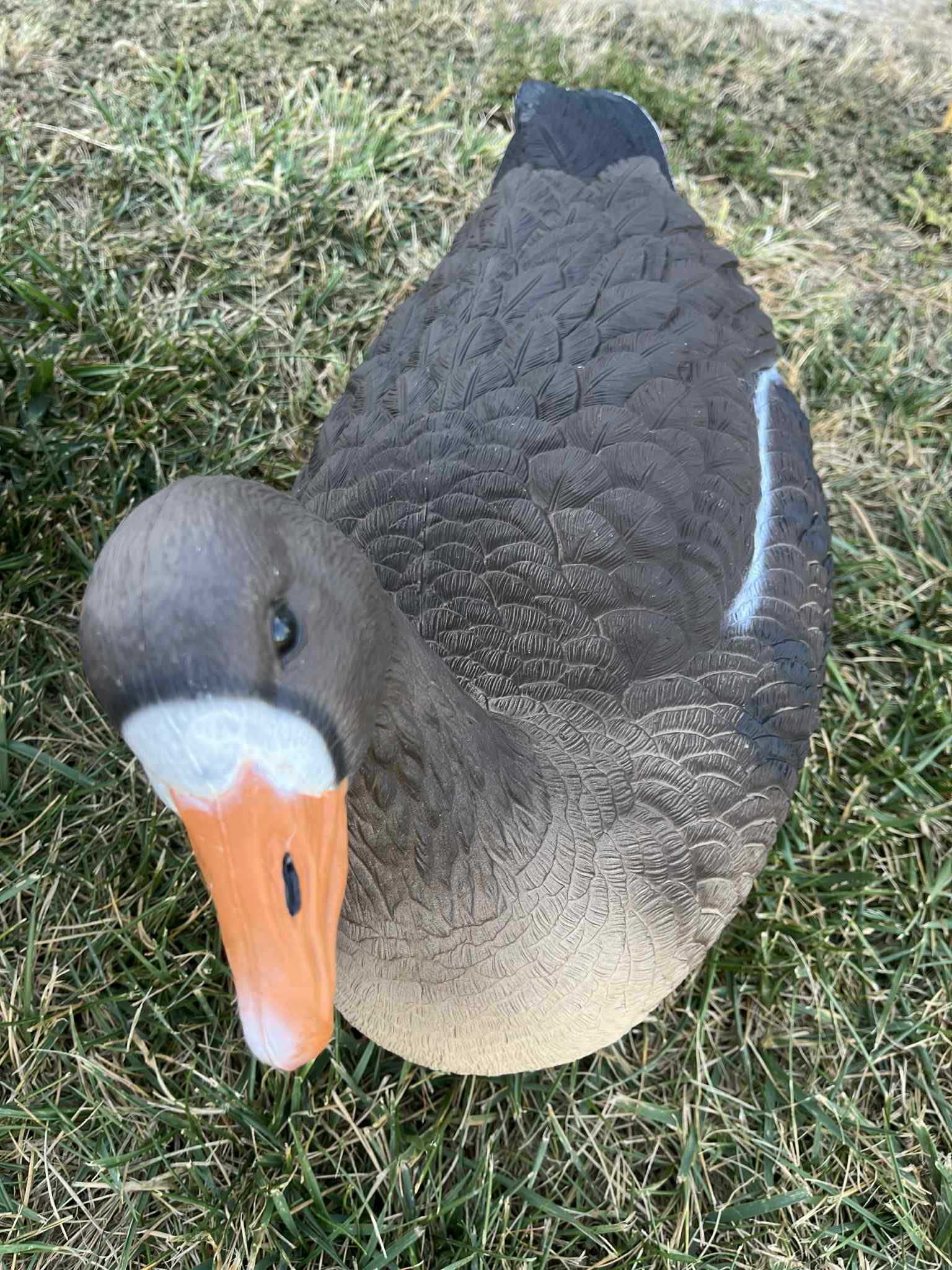 "Pre-Order Sale" PE Specklebelly Goose Floater Decoys "Per 6-Pack"