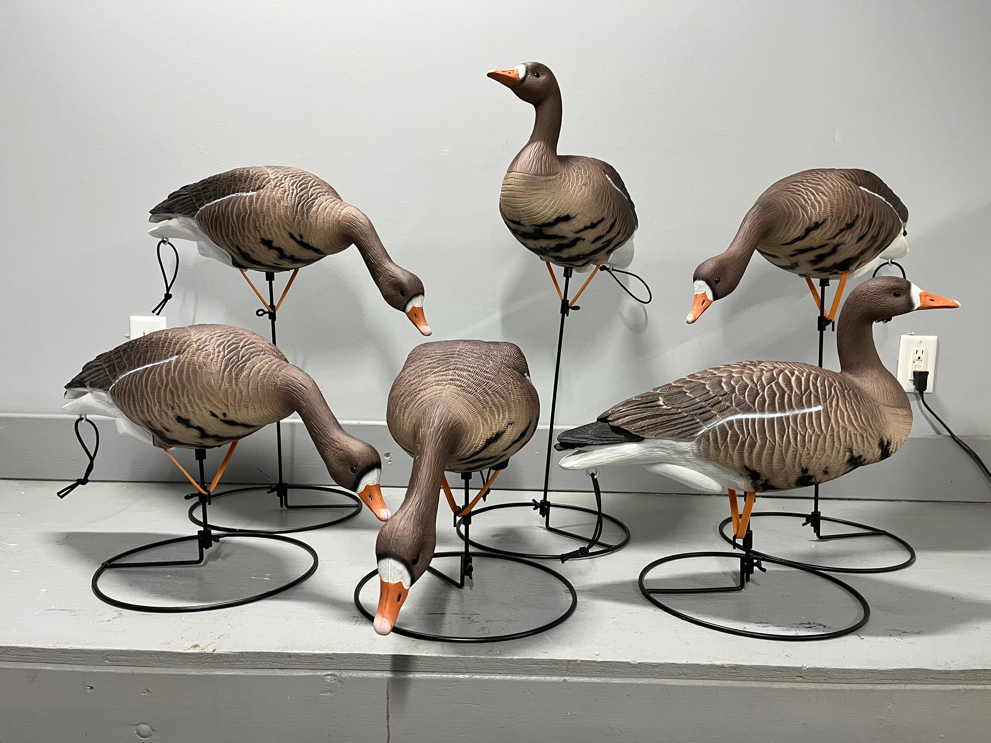 Full Body Specklebelly Goose Decoys "PE PLASTIC" with Ring Bases "Pe