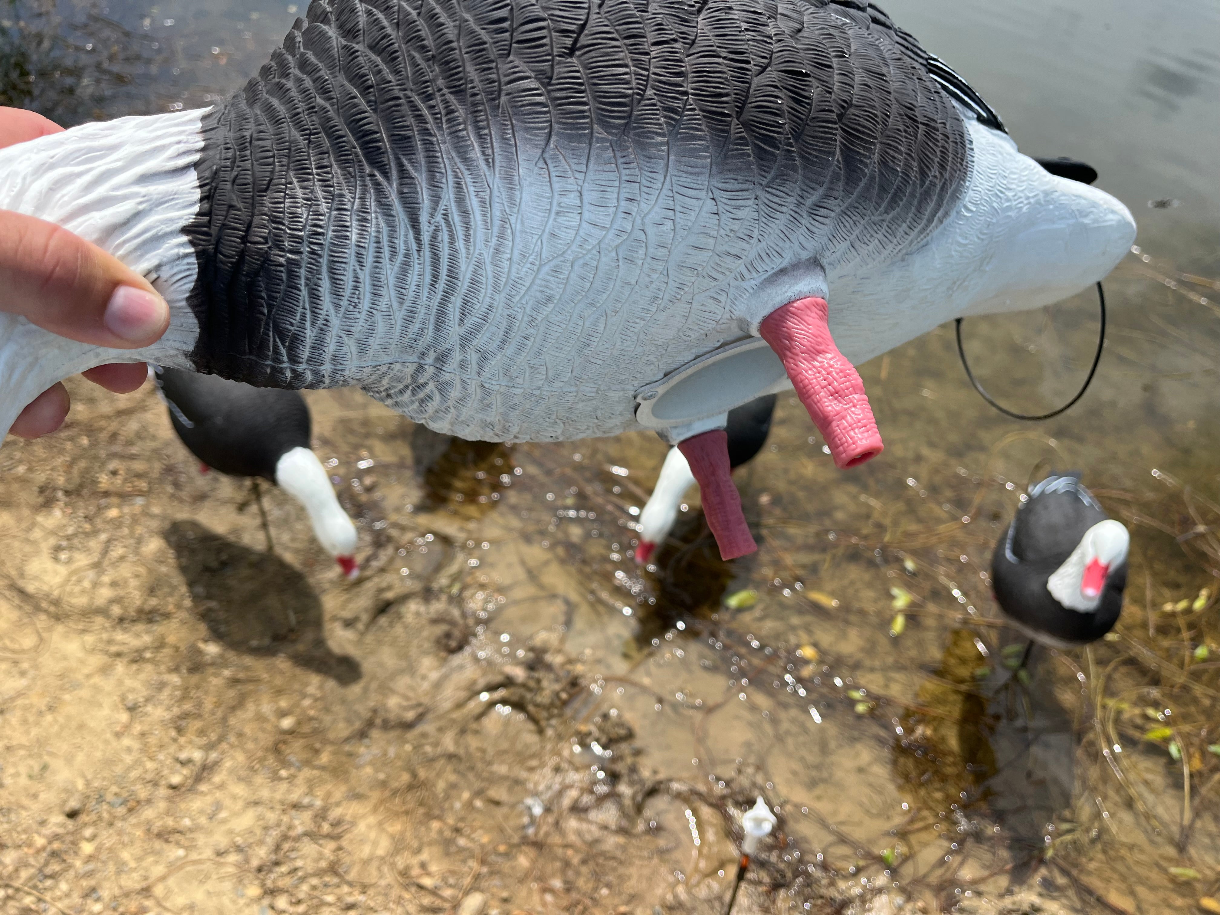 Full Body Blue Goose Decoys "PE Plastic" (hard body) - "Per 6-Pack"