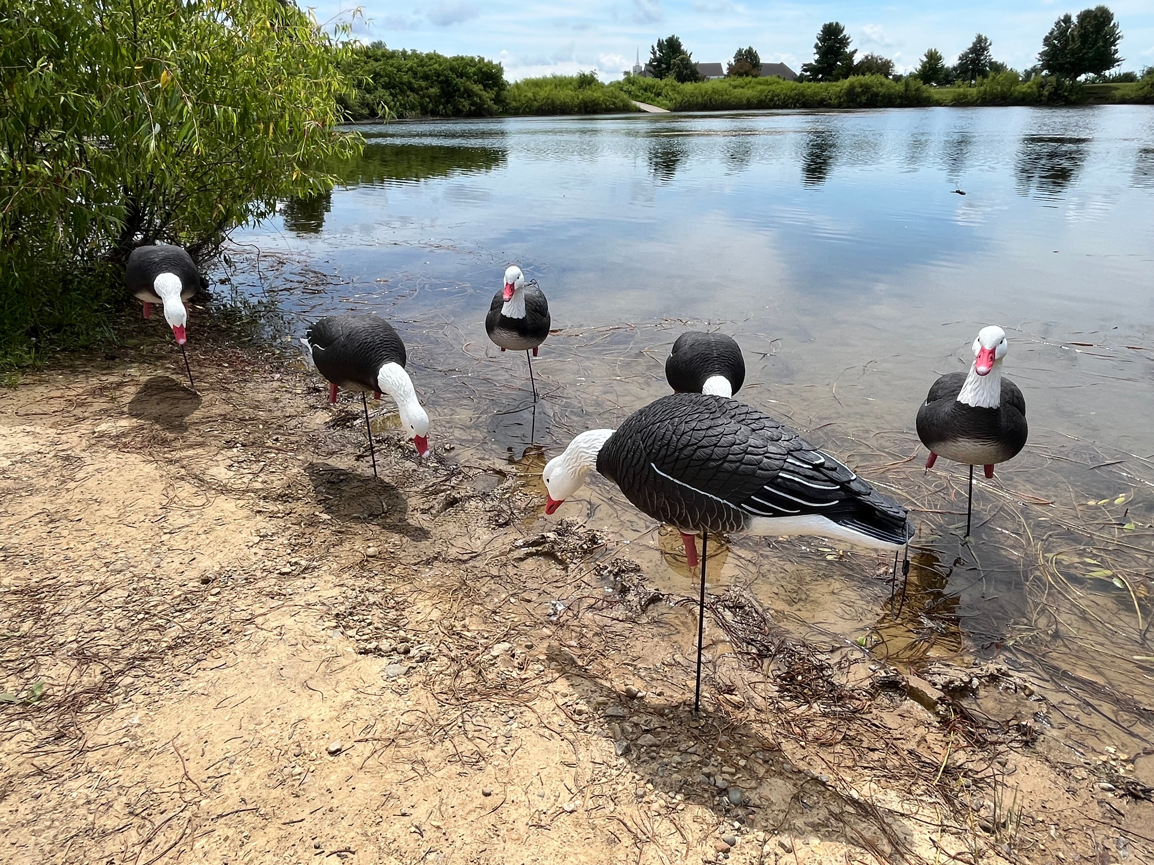 Full Body Blue Goose Decoys "PE Plastic" (hard body) - "Per 6-Pack"