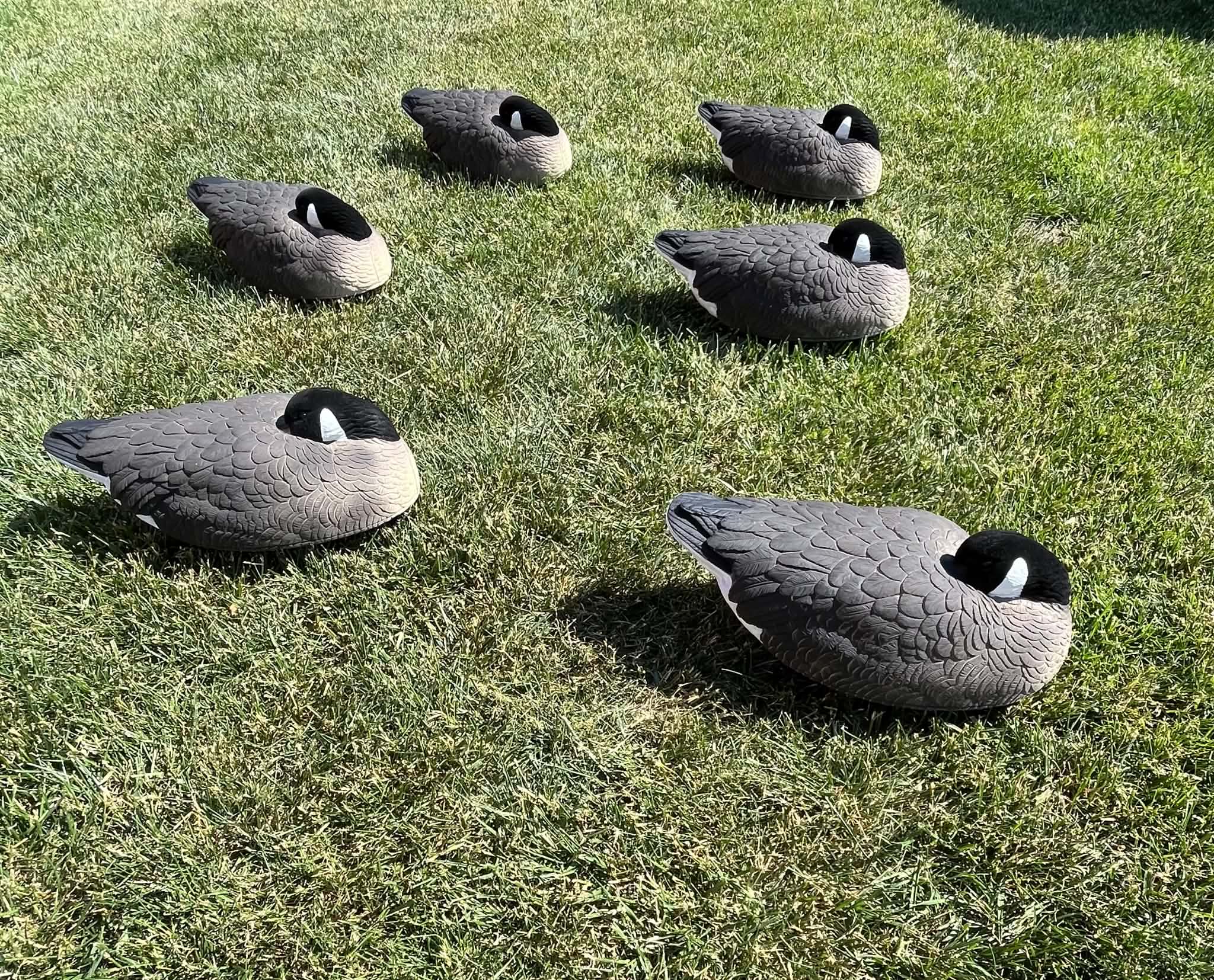 Canada Goose Sleeper Floater Decoys "PE Plastic" (hard body) "Per 6-Pack"