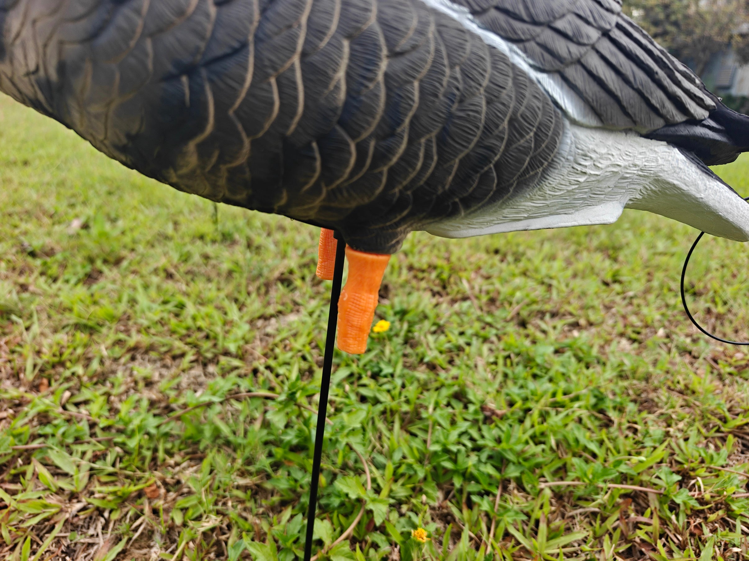 Full Body "Open Mouth" Specklebelly Goose Decoys "PE Plastic" (hard body) - "Per 4-Pack"