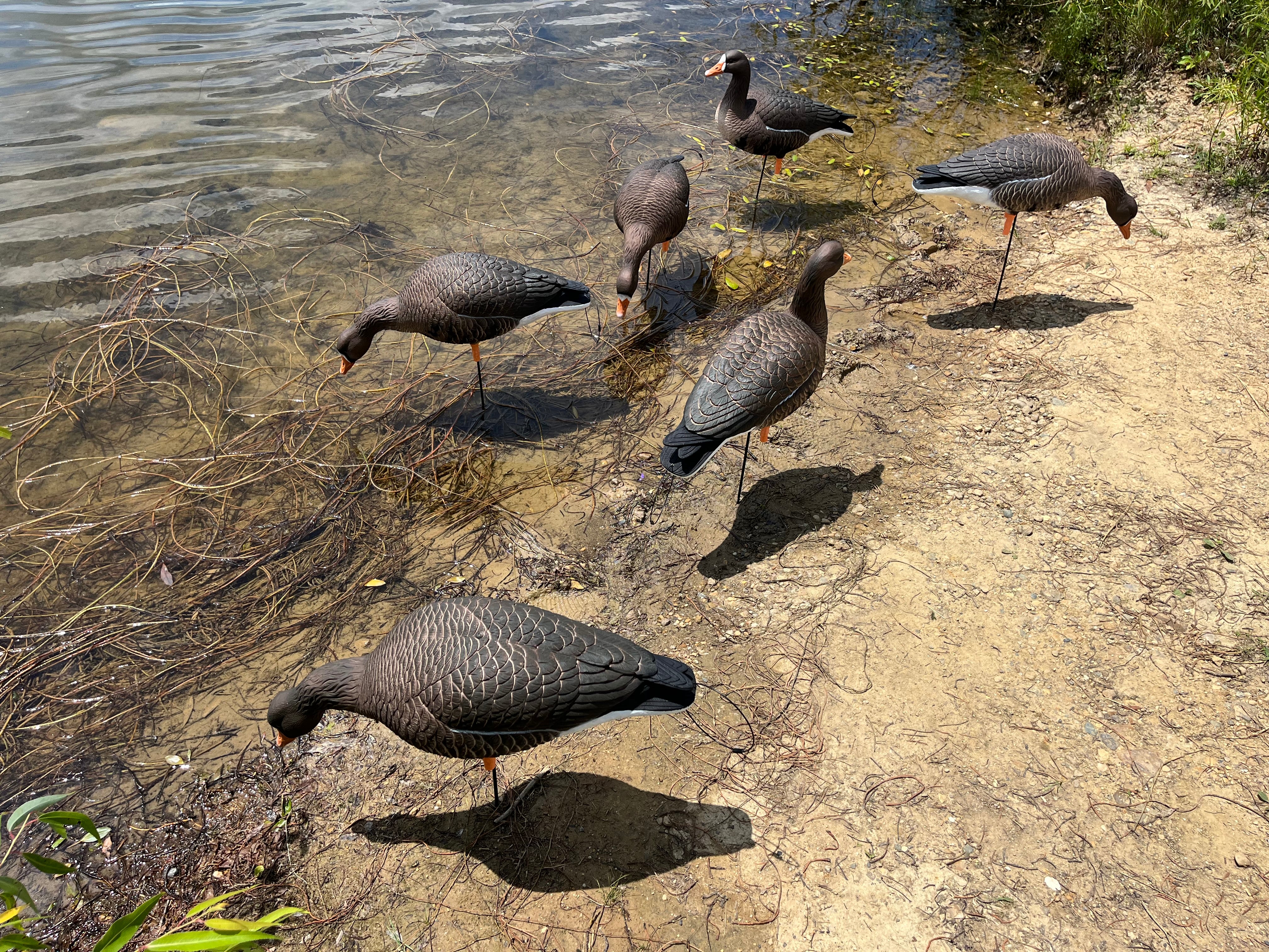Full Body Specklebelly Goose Decoys "PE Plastic" (hard body) with 14” Square Bases - "Per 6-Pack"