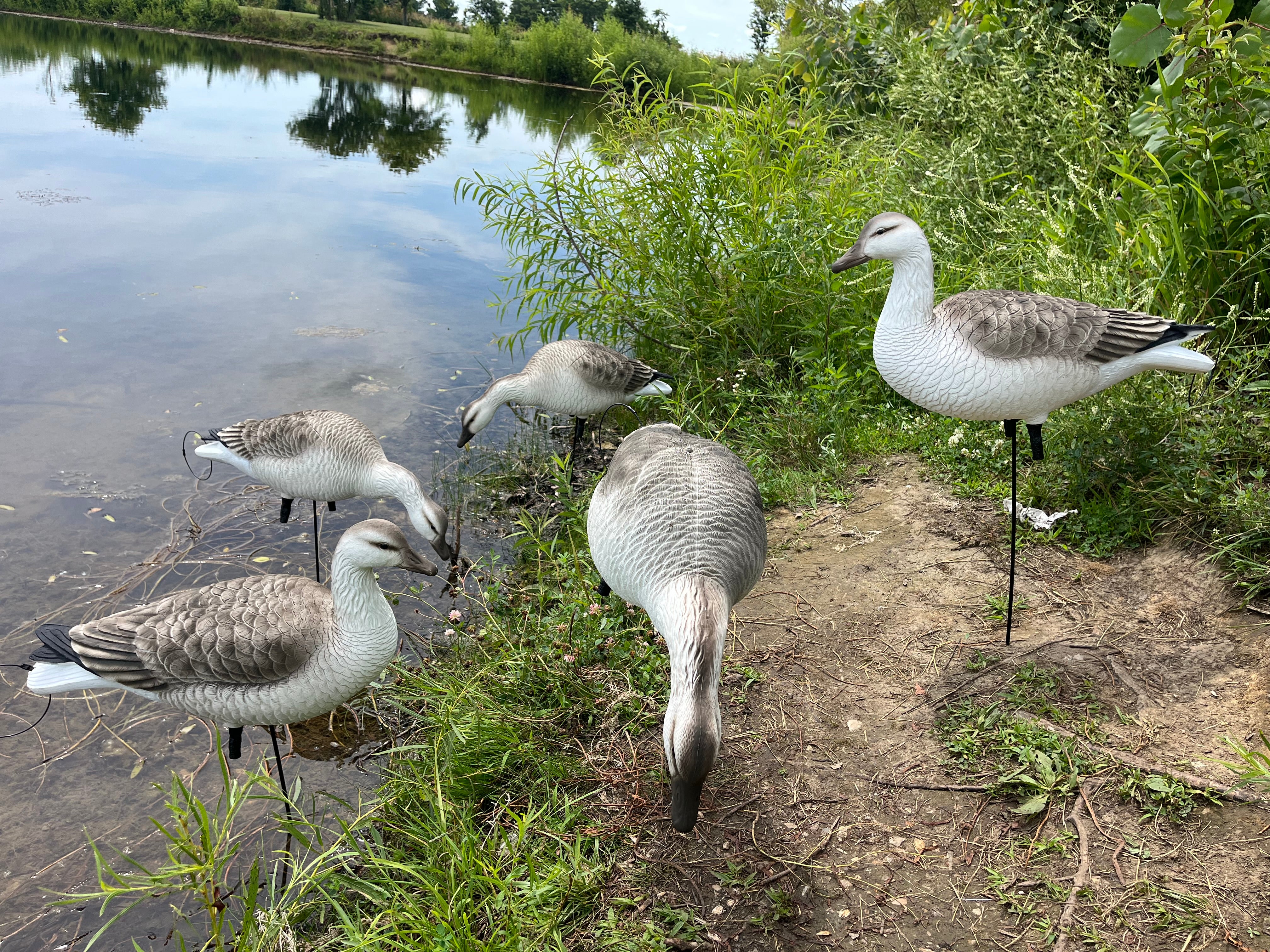 Full Body Snow Juvie Goose Decoys "PE Plastic" (hard body) - "Per 6-Pack"