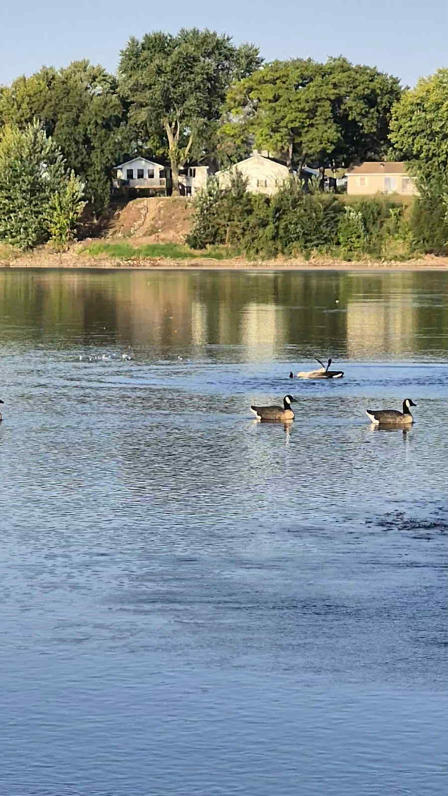 "Pre-Order Sale" PE Canada Goose Floater Decoys with Flocked Heads "Per 6-Pack"