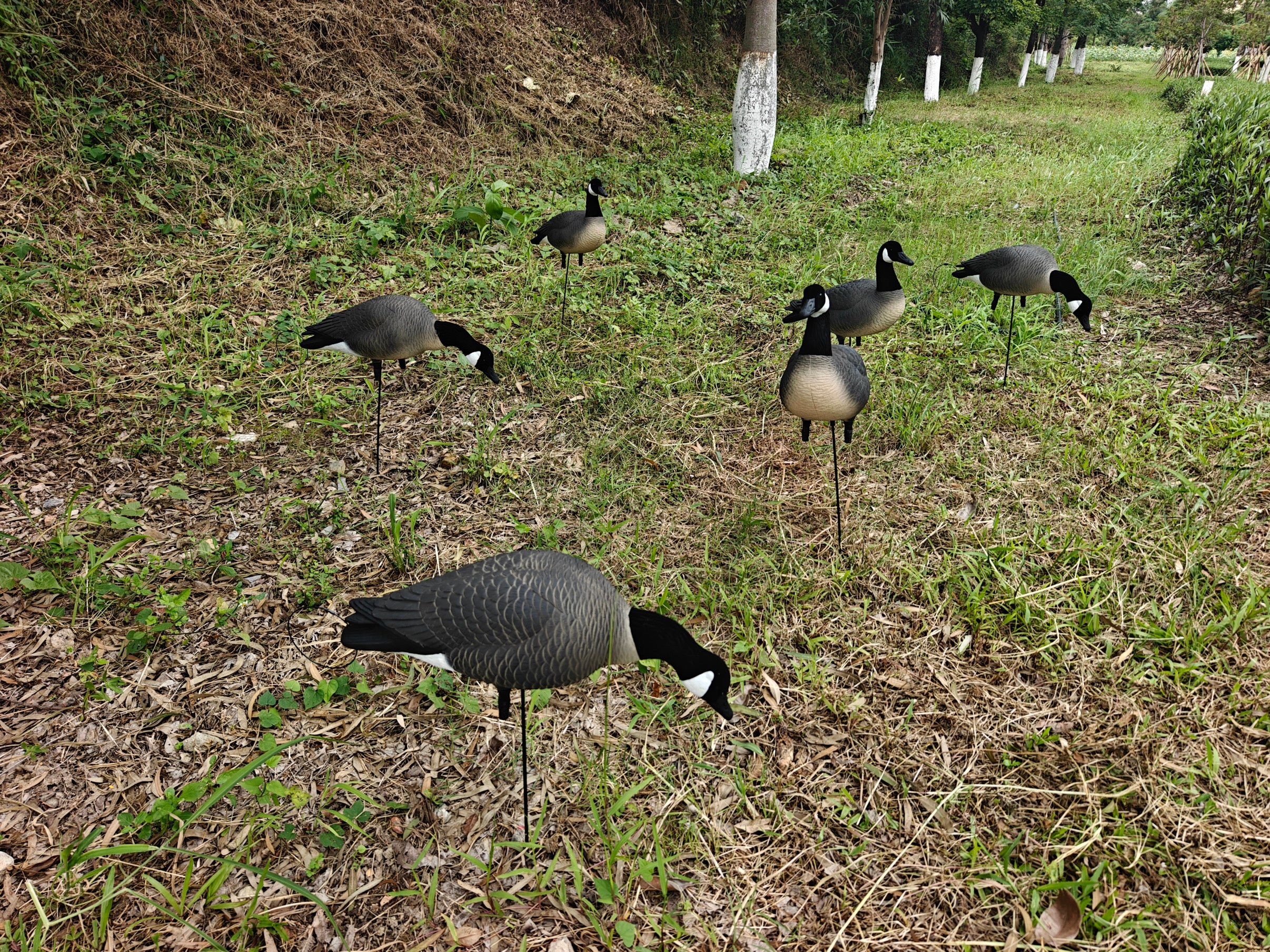 Full Body "Lesser" Canada Goose Decoys "PE Plastic" (hard body) - "Per 6-Pack"