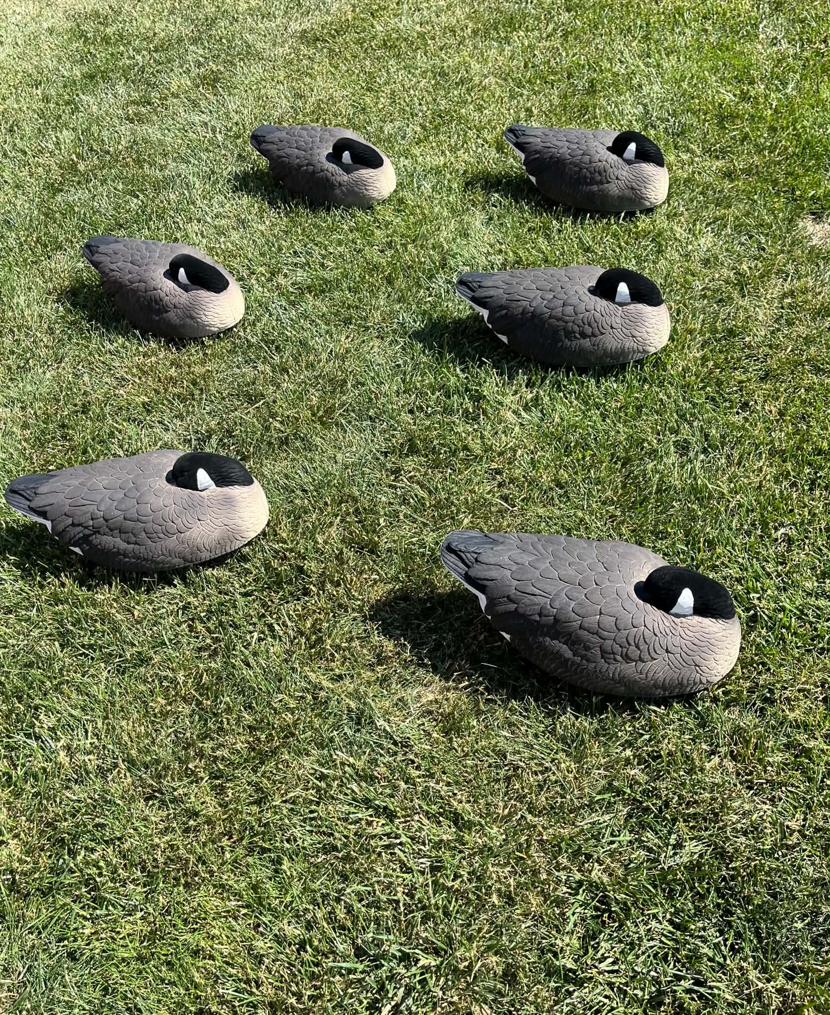 Canada Goose Sleeper Floater Decoys "PE Plastic" (hard body) "Per 6-Pack"