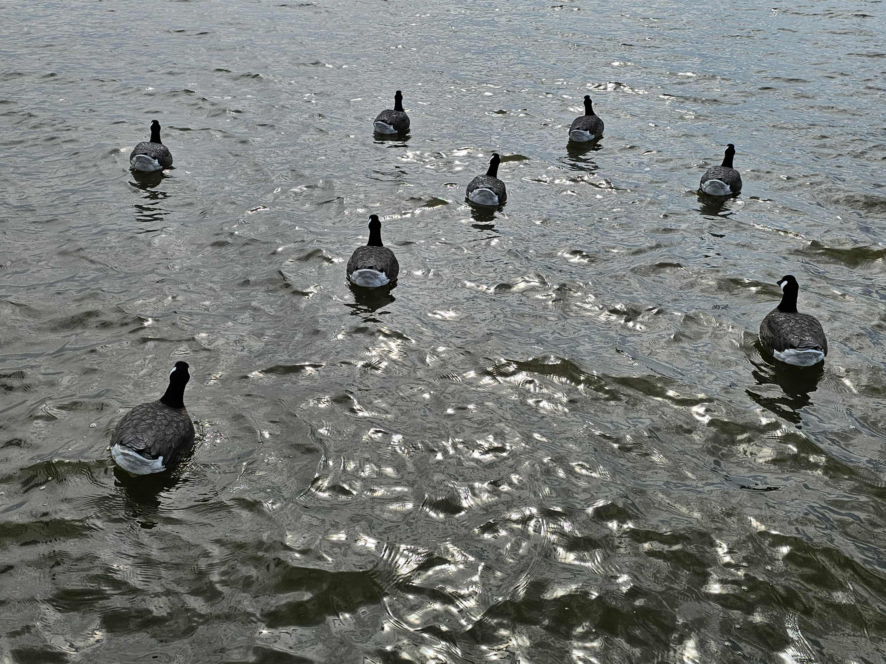 "Pre-Order Sale" Canada Goose Floater Decoys with Flocked Heads "PE Plastic" (hard body) "Per 6-Pack"