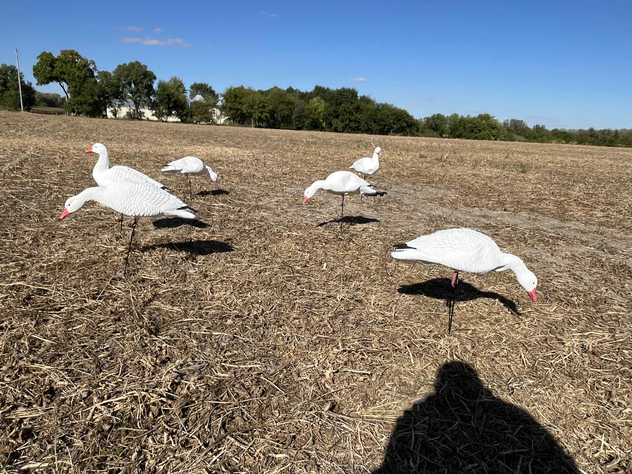 Full Body Snow Goose Decoys "EVA Plastic" (flexible body) - “Per Dozen”