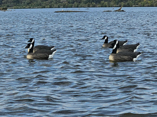 Canada Goose Floater Decoys with Flocked Heads "PE Plastic" (hard body) "Per 6-Pack"