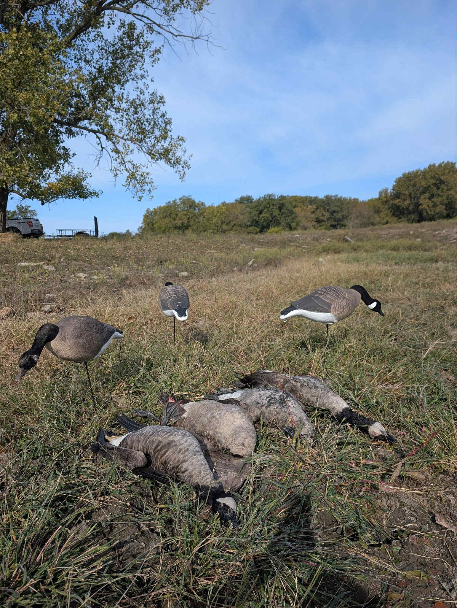 Full Body "Magnum" Canada Goose Decoys "PE Plastic" (hard body) with Flocked Heads. - "Per 6-Pack"