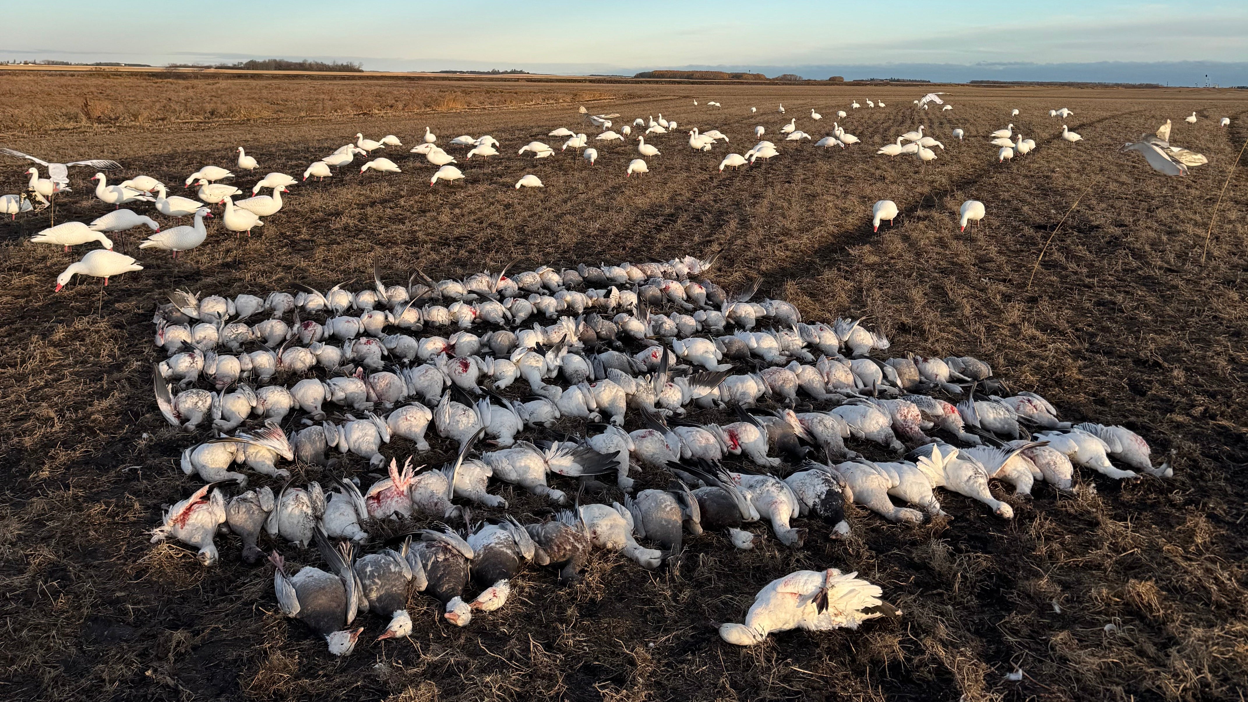 Full Body Snow Goose Decoys "PE PLASTIC" (hard body) with Square Bases - "Per 6-Pack"